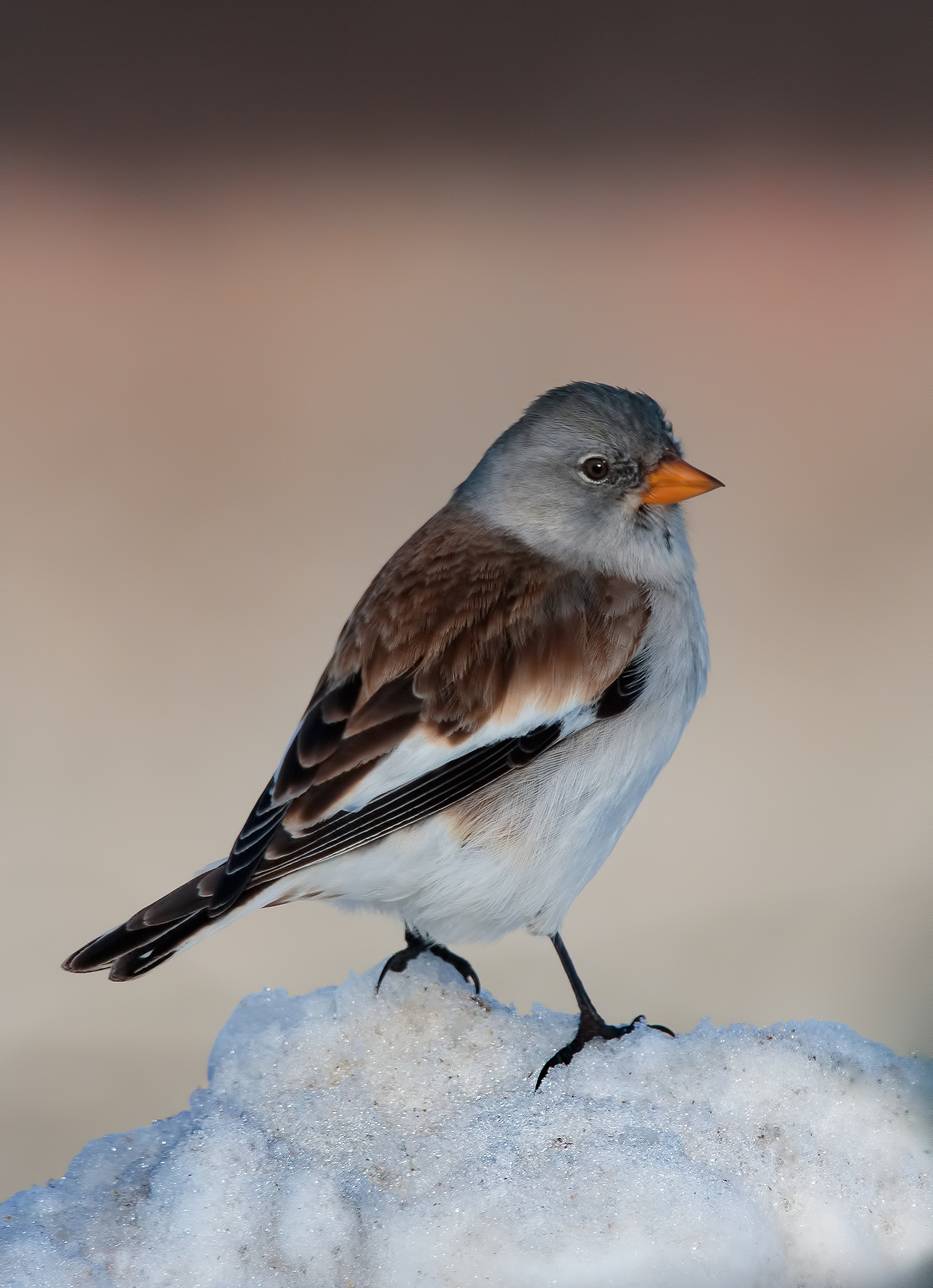 Snow finch (Montifringilla nivalis)