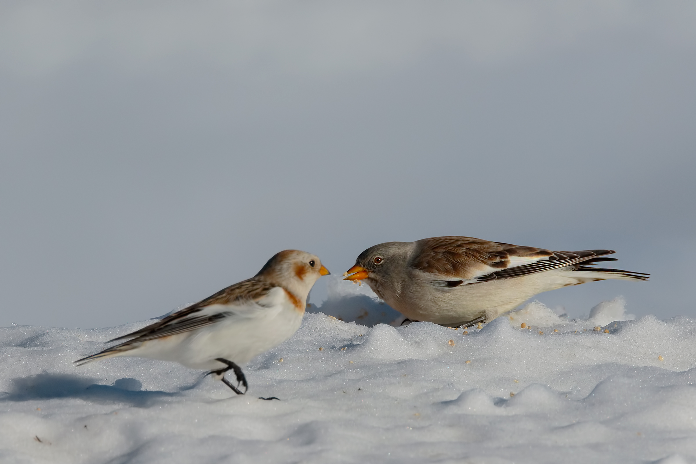 Snow Bunting (Plectrophenax nivalis)
