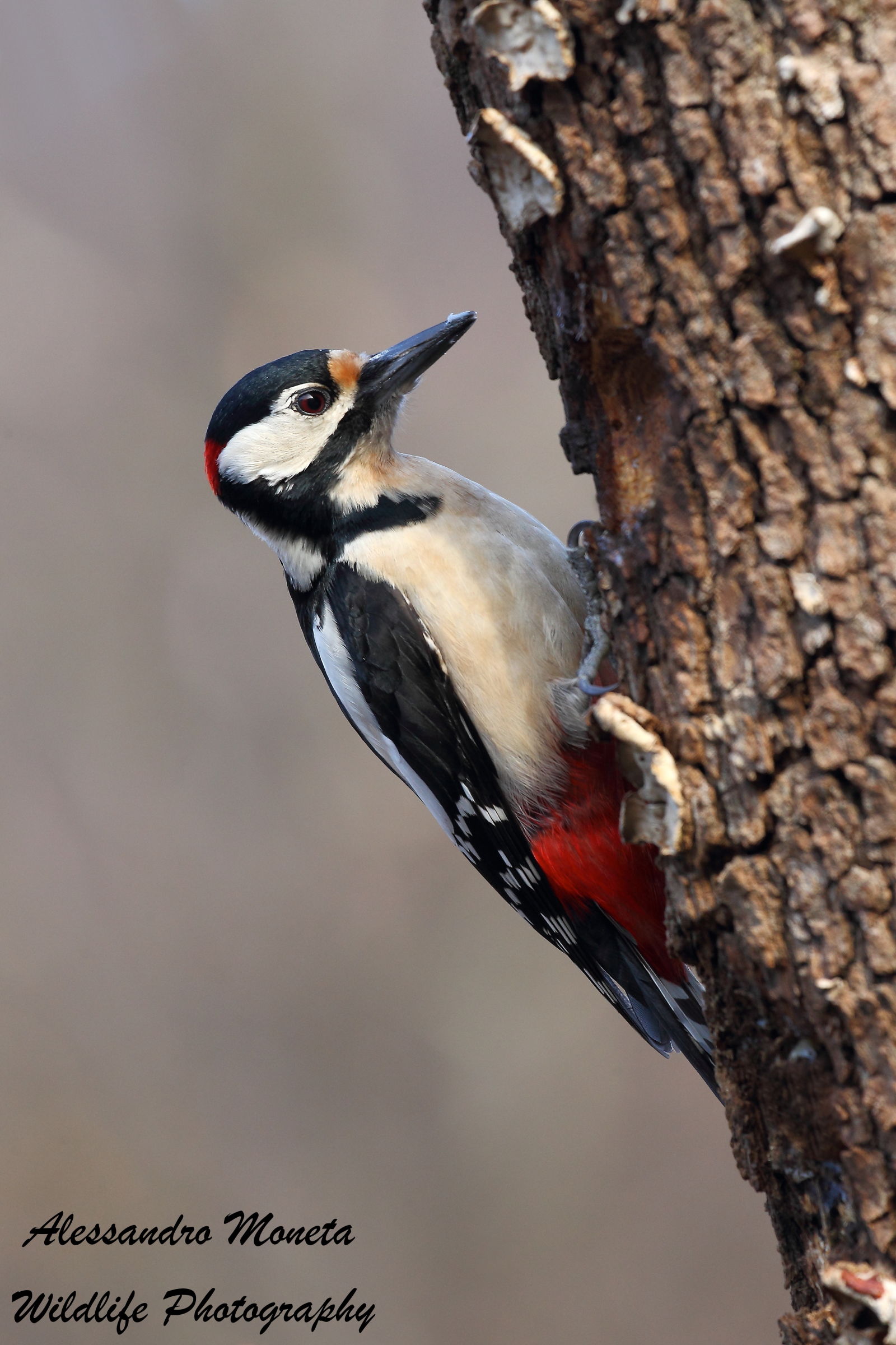 Spotted Woodpecker Male