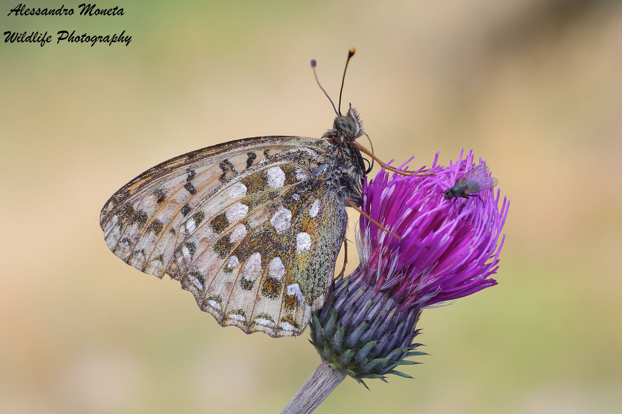 Argynnis Aglaja