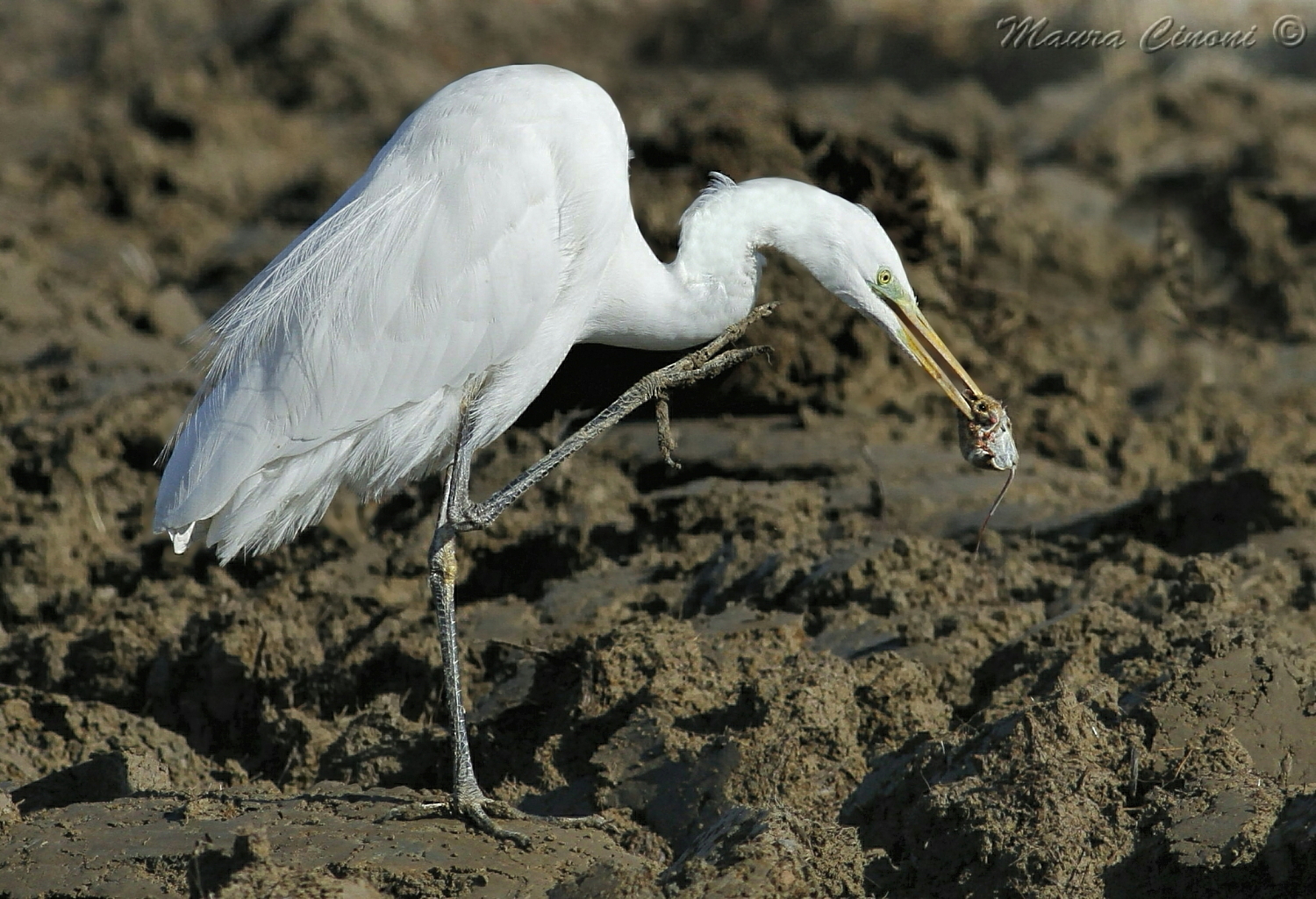 White Heron with Vole