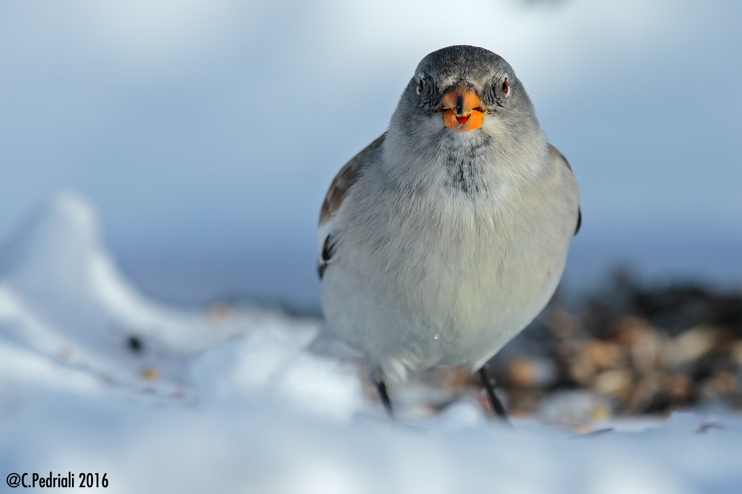 Alpine finch ... intense look ...