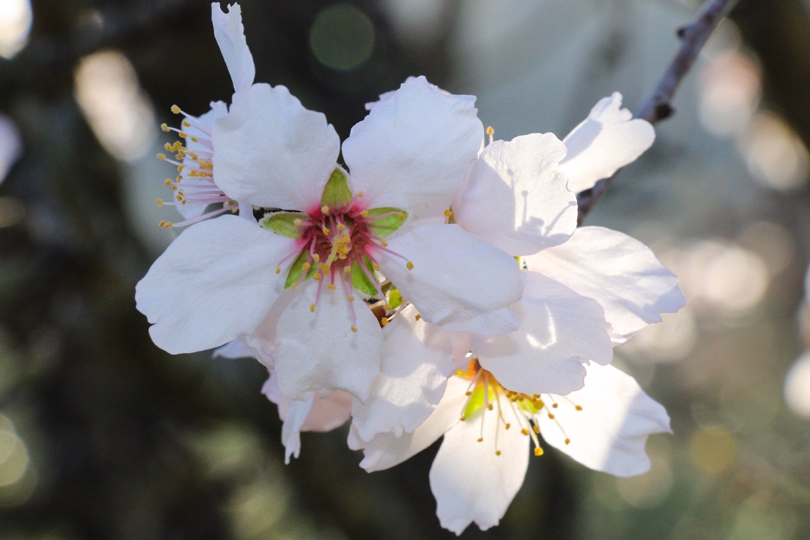 Almond flowers