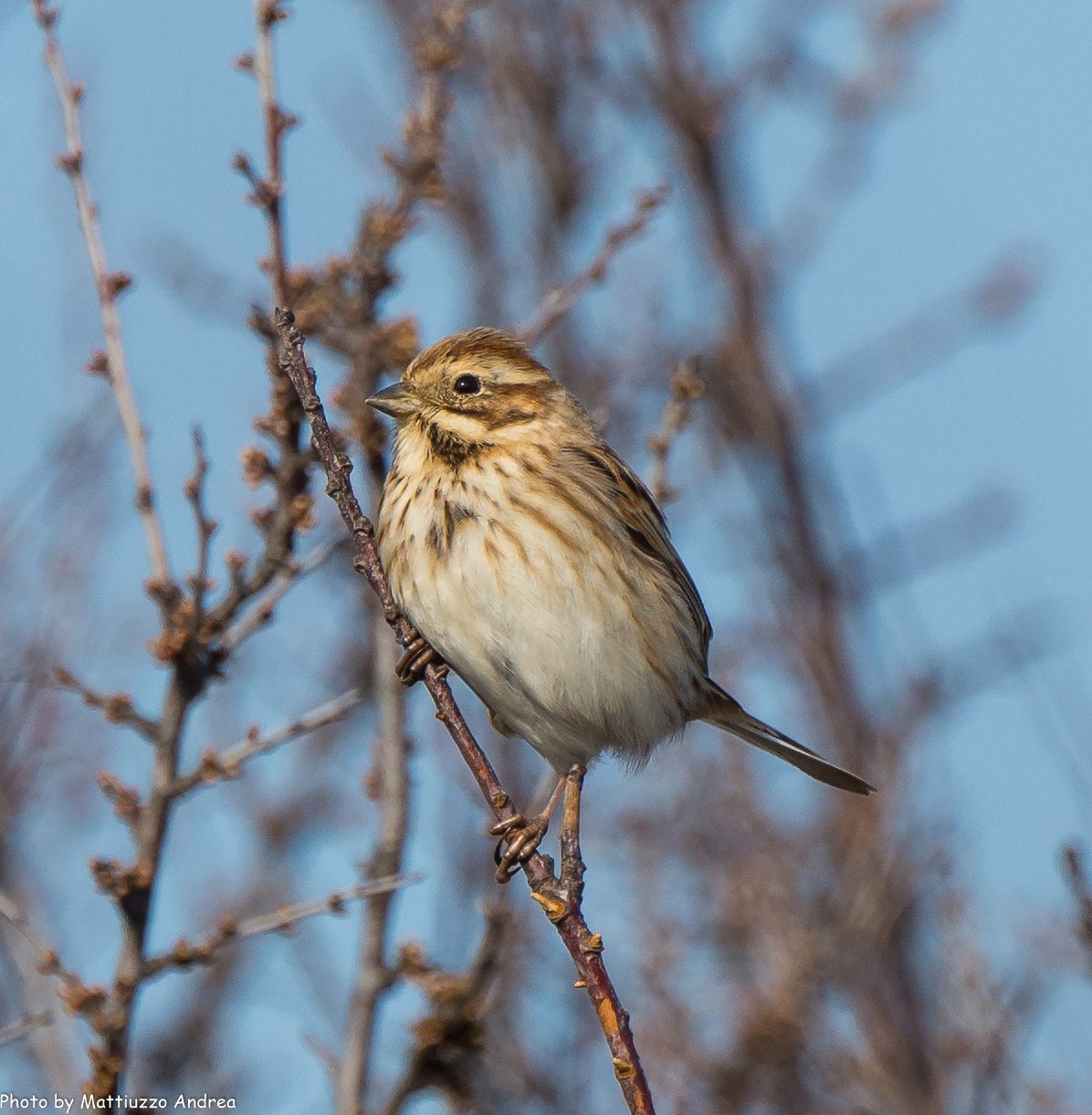 Migliarino di palude