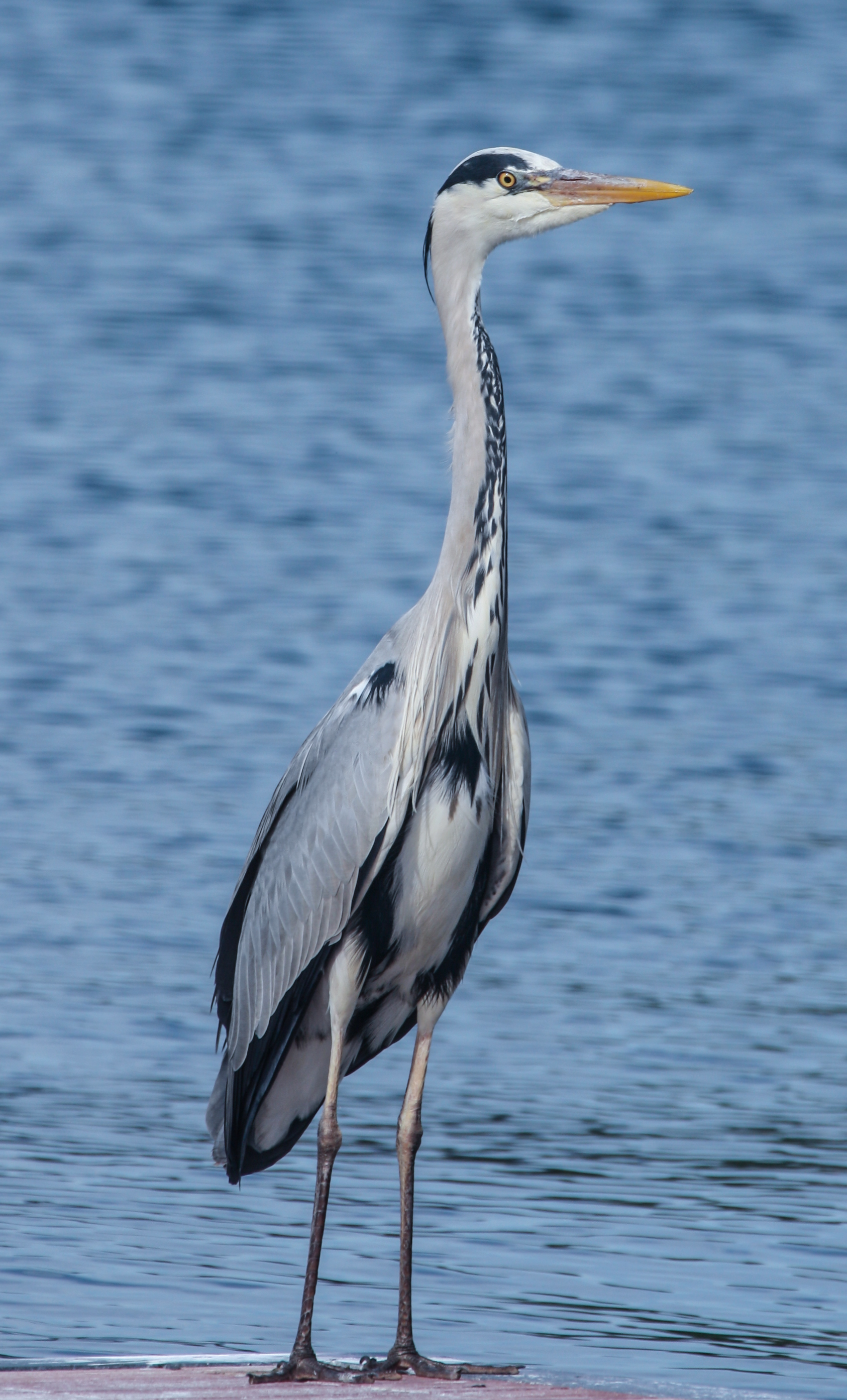 Airone Cinerino in posa