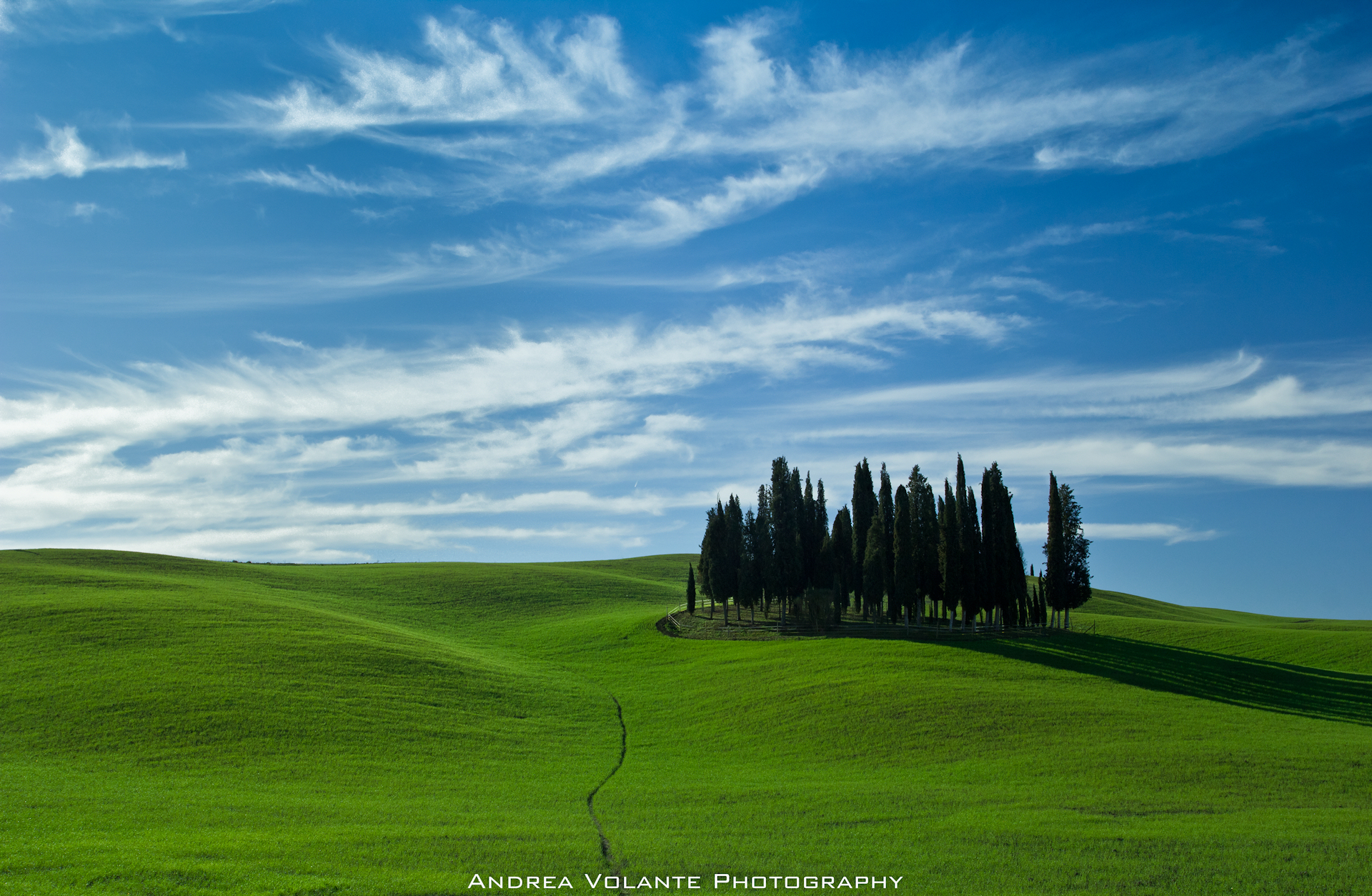Torrenieri ..il Cipresso in terra di Toscana.