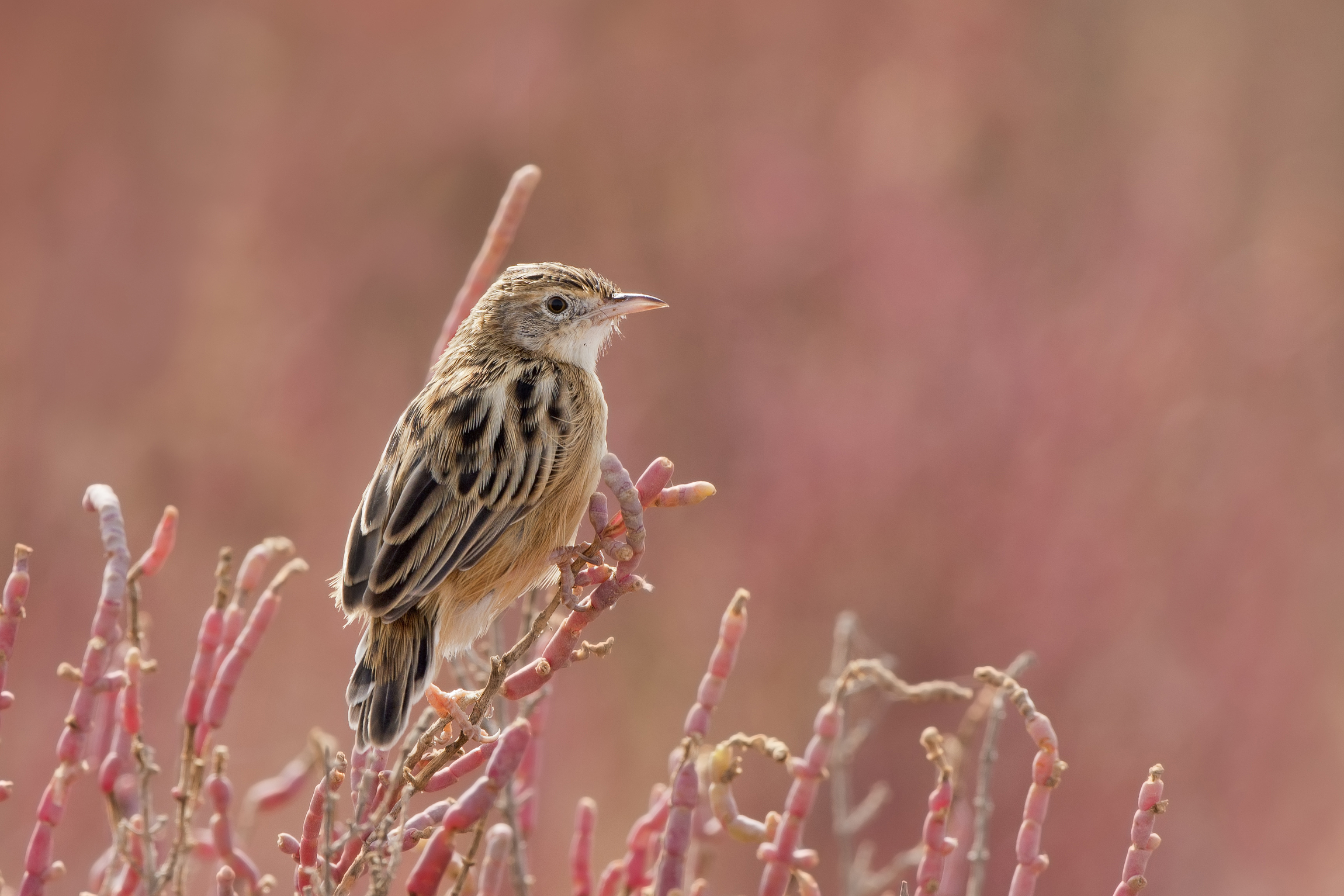 beccamoschino,(canon/nikon prova apertura ombre)