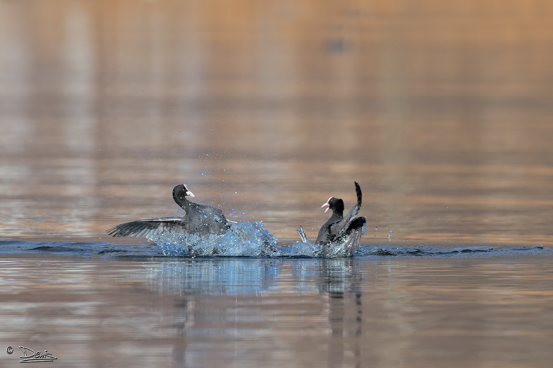 Coots fight between !!!