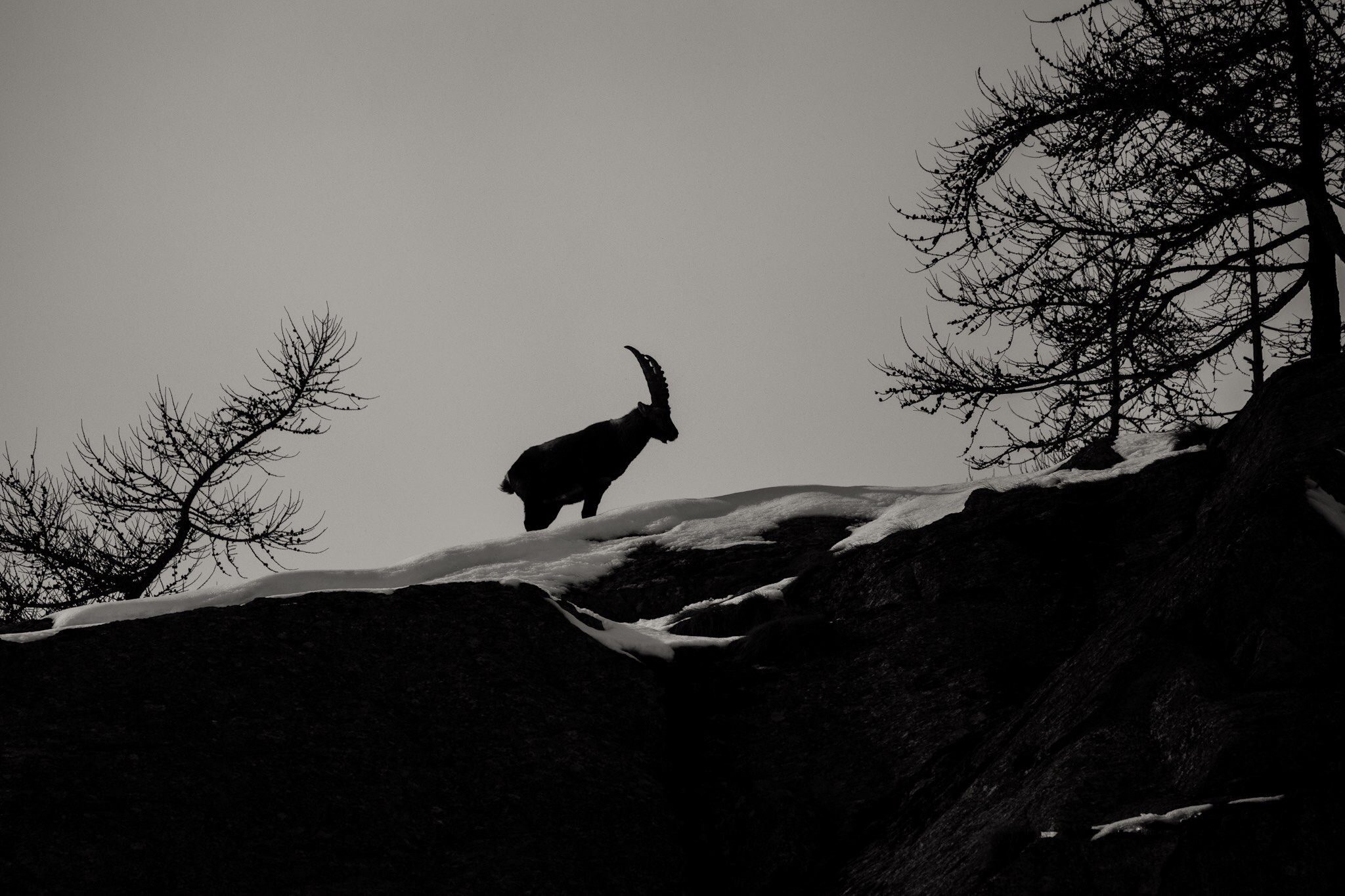 Ibex, Gran Paradiso Park