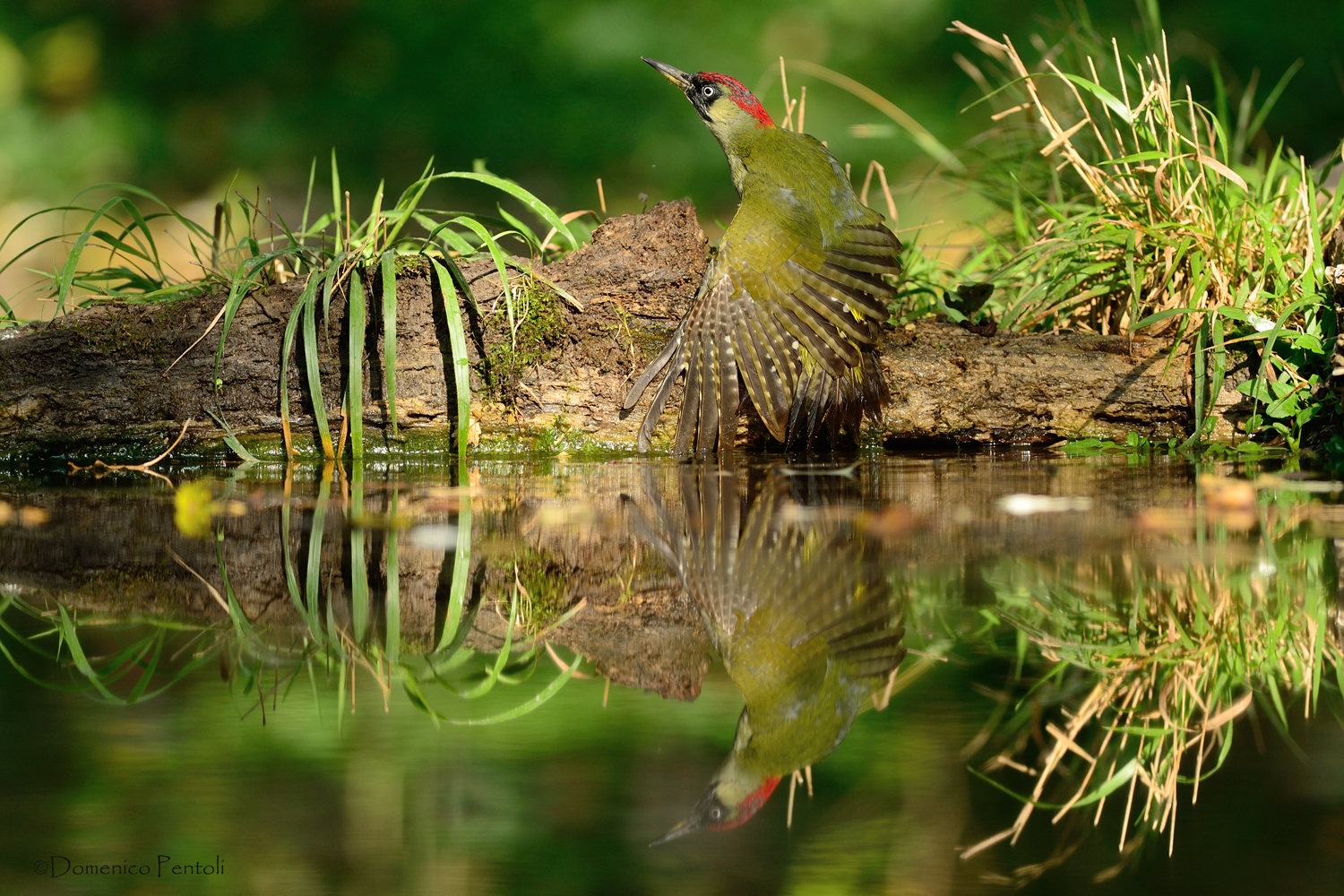 The green in the green