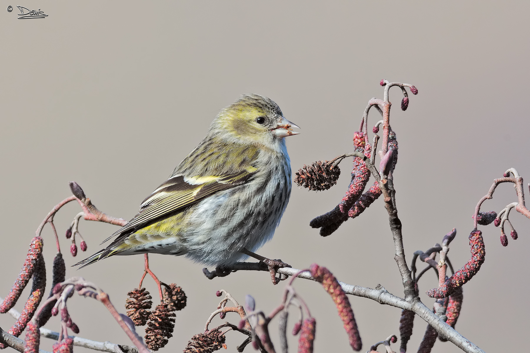 Siskin