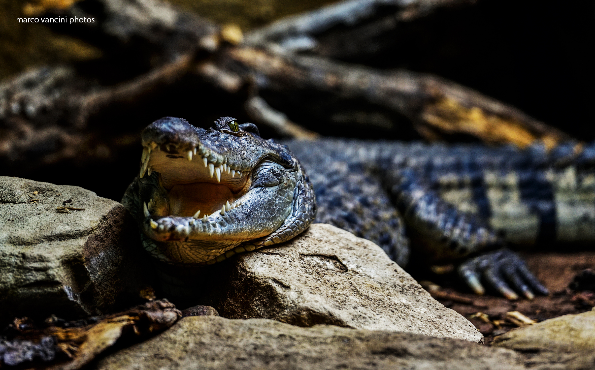 crocodile waiting for prey