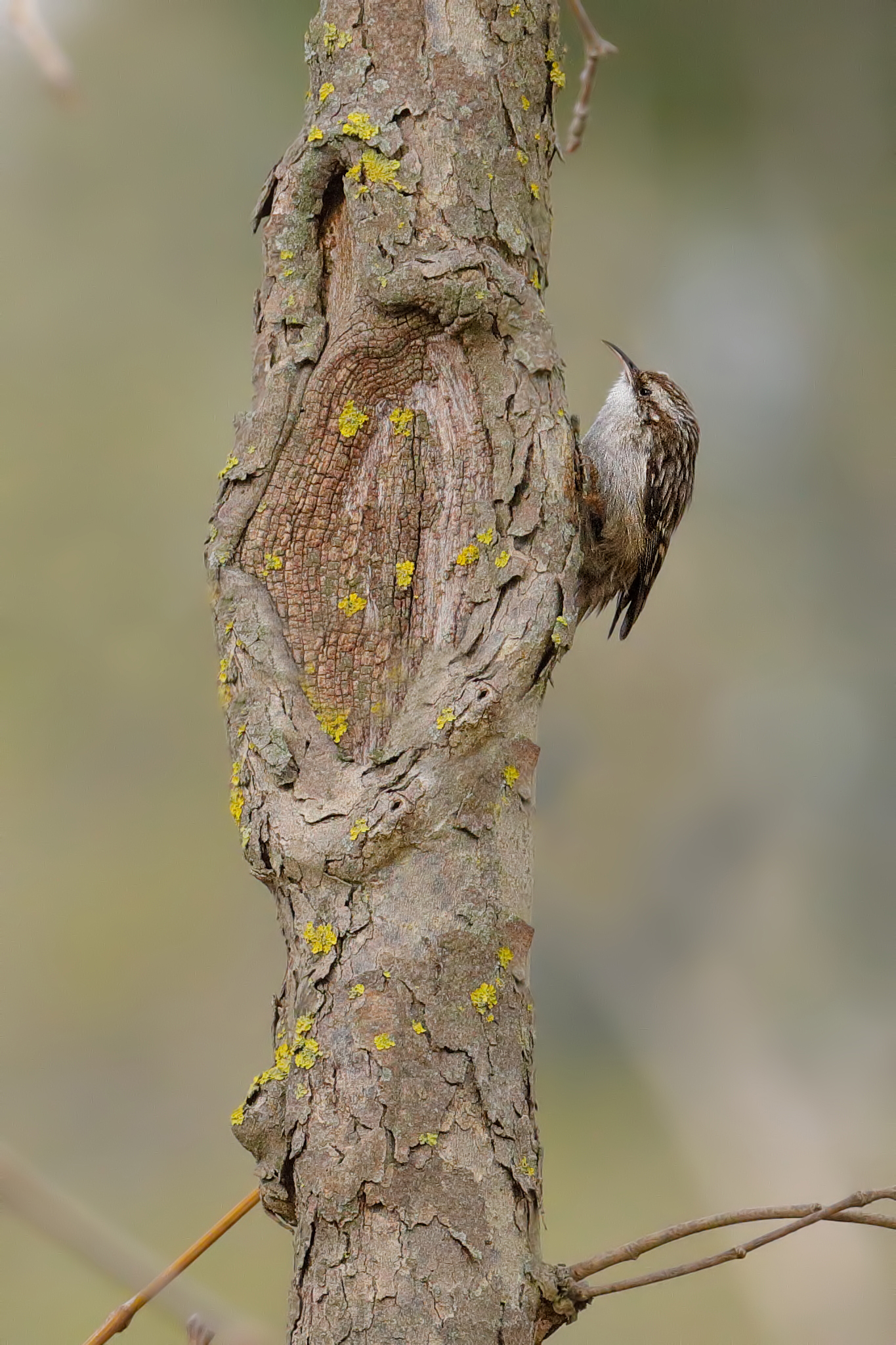 Rampichino comune (Certhia brachydactyla)