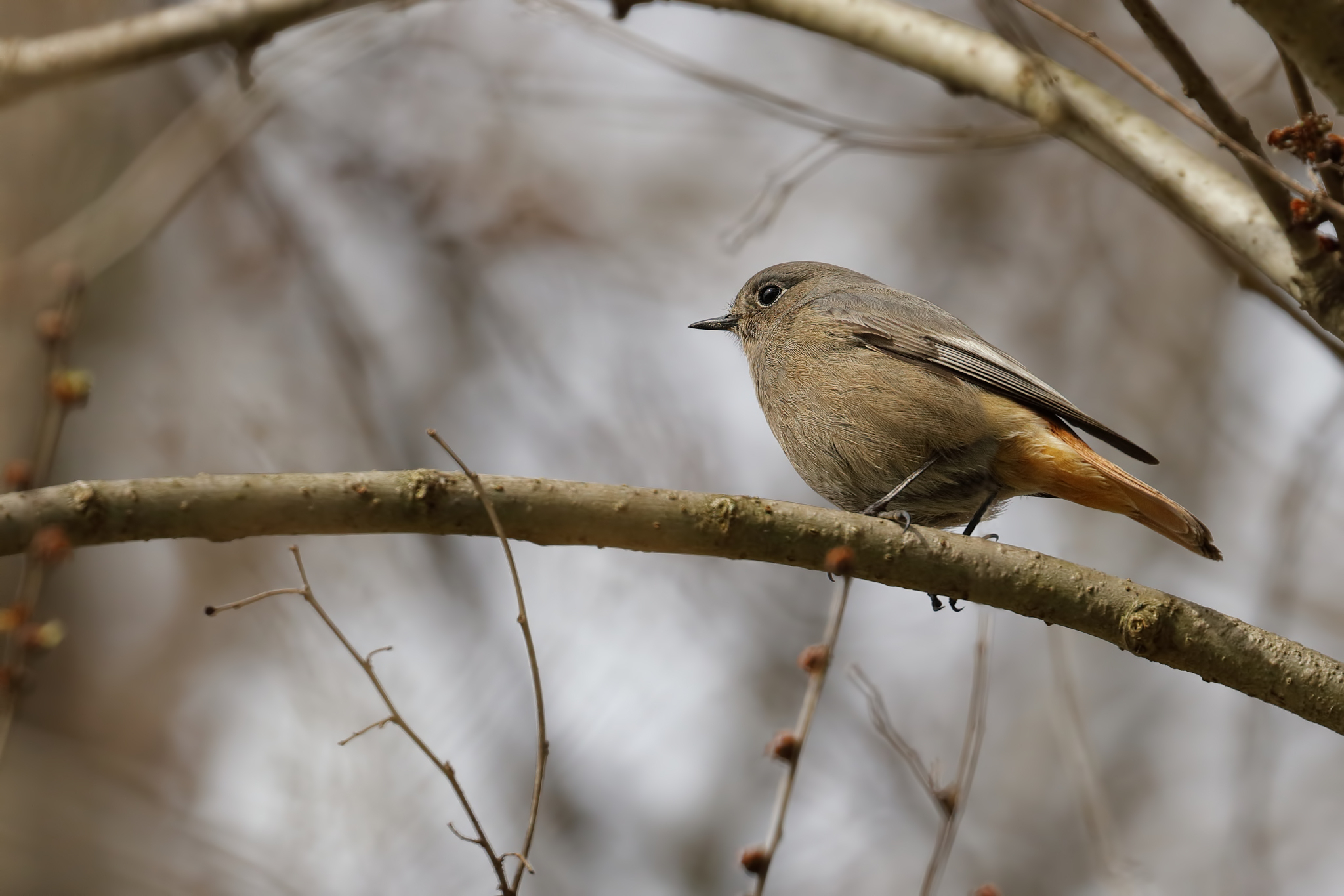 Codirosso spazzacamino (Phoenicurus ochruros)
