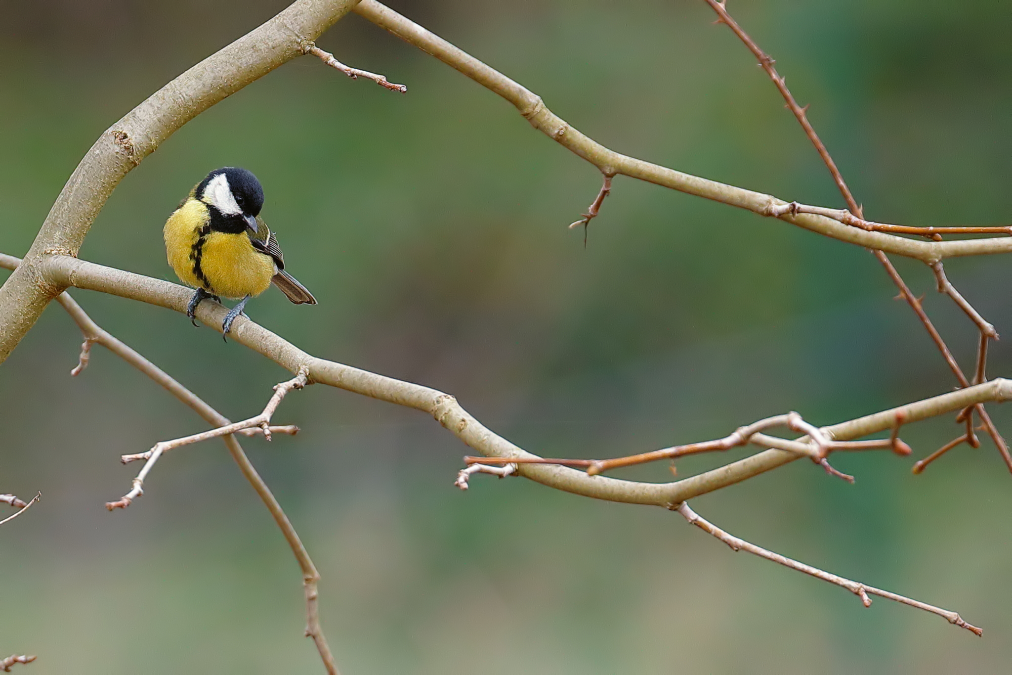 Cinciallegra (Parus Major)