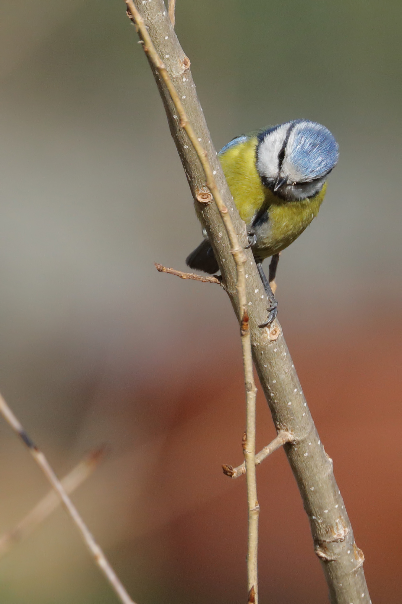 Blue Tit