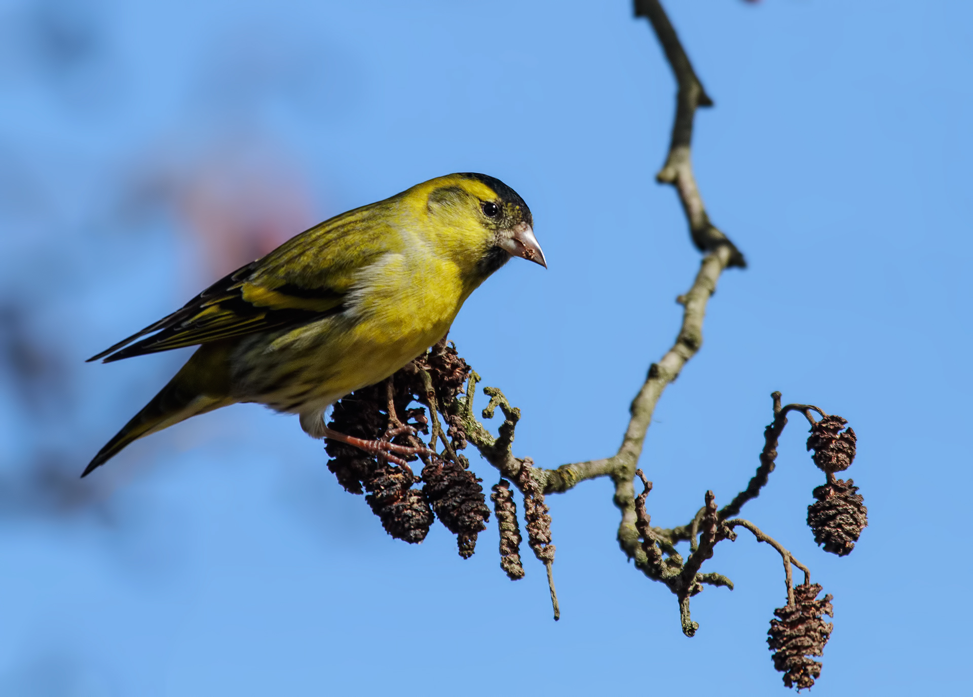 Siskin