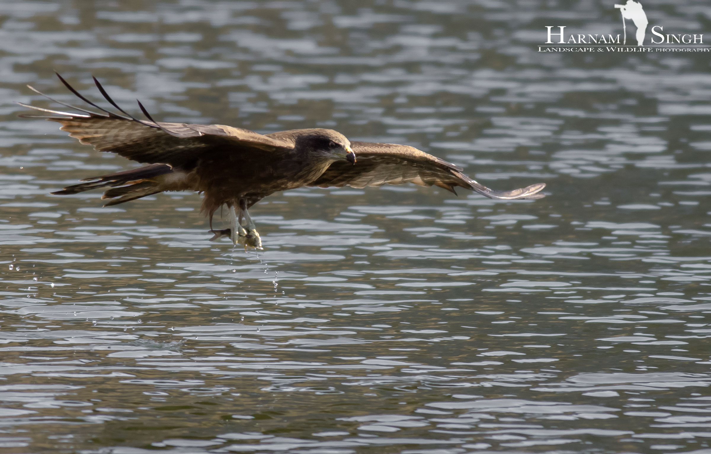 Black kite fishing