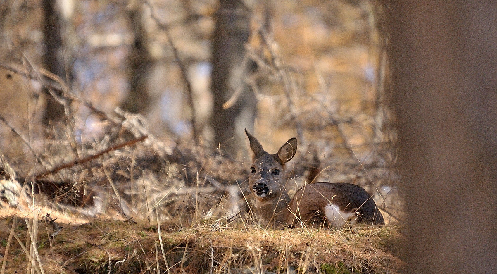 Capriolo a riposo....