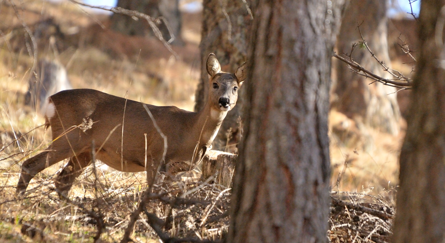Capriolo senza paura....