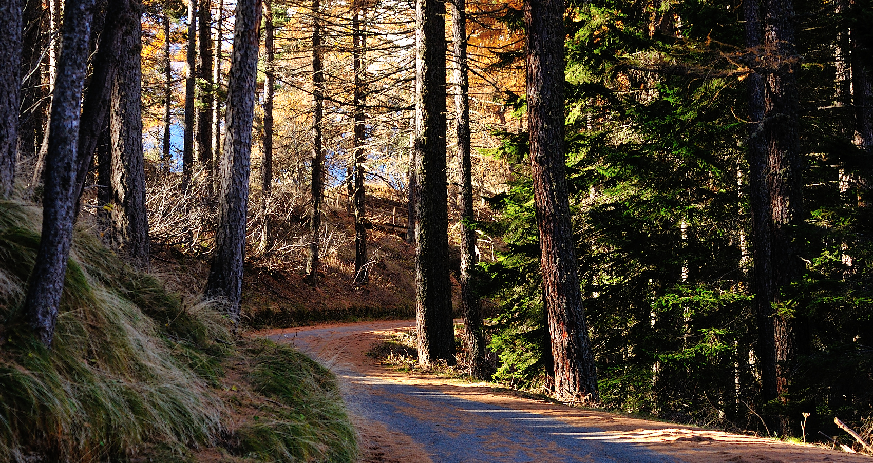 p.n.o.r. (Una foresta incantata)