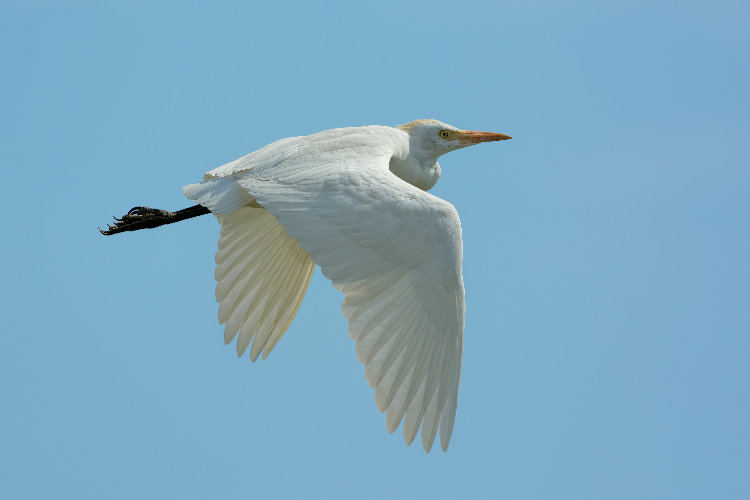 Airone guardabuoi (Bubulcus ibis)