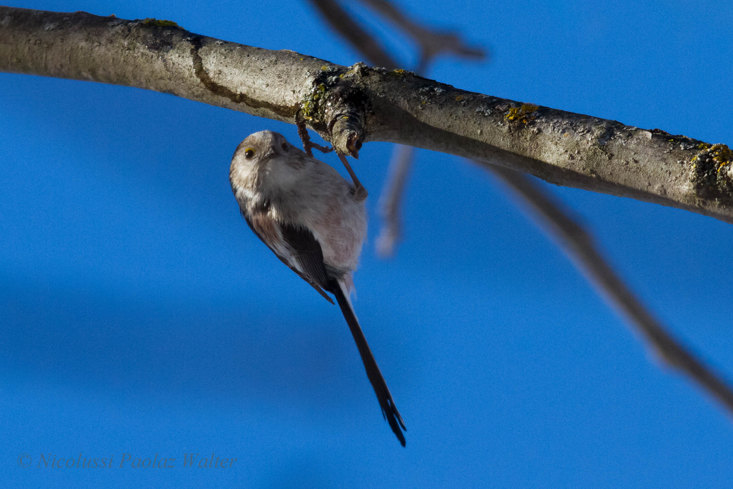 Codibugnolo trapeze ...