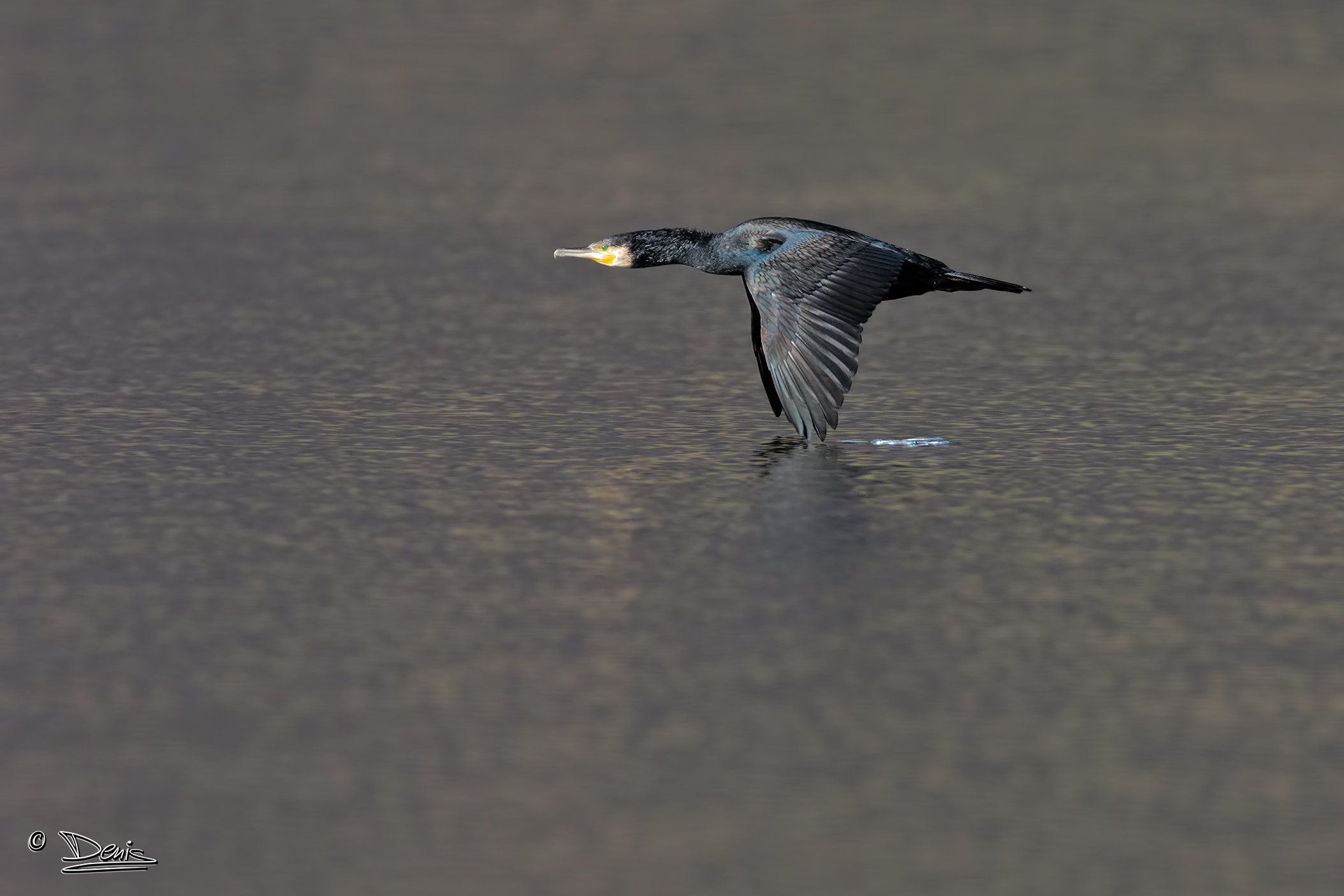 Cormorant flying low.