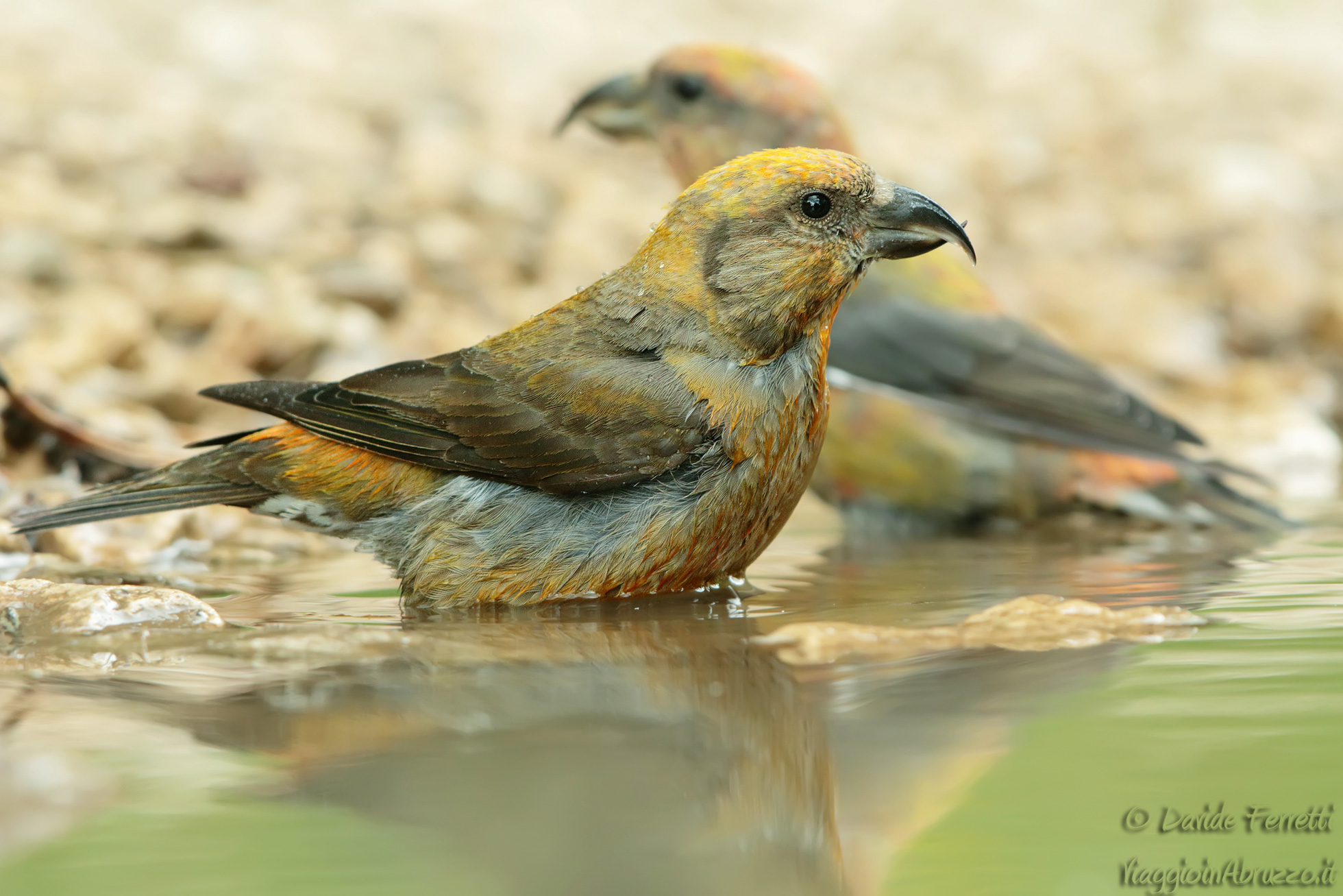 Crocieri in acqua (Crossbill, male)