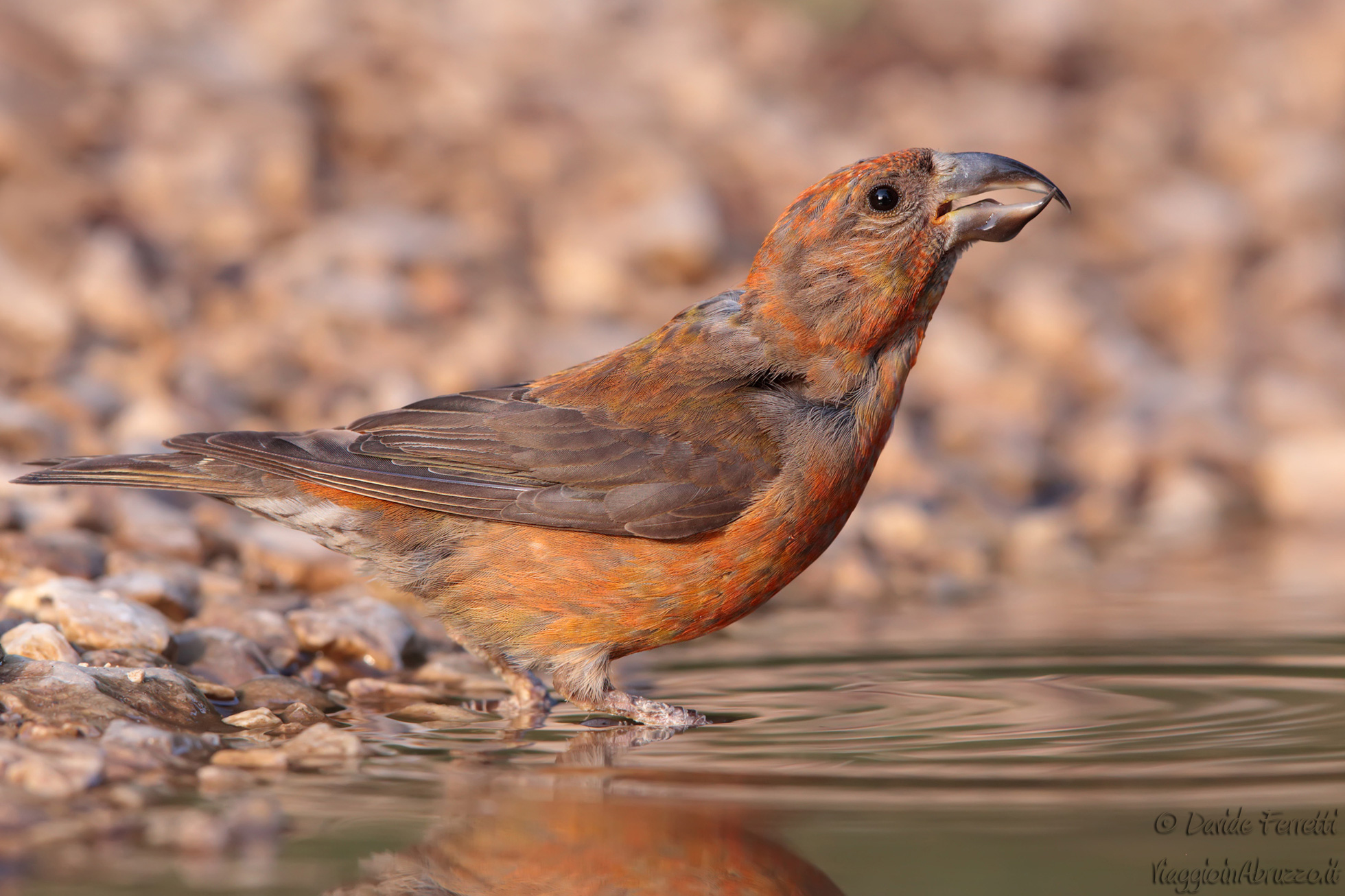 Crociere al tramonto (Crossbill, male)