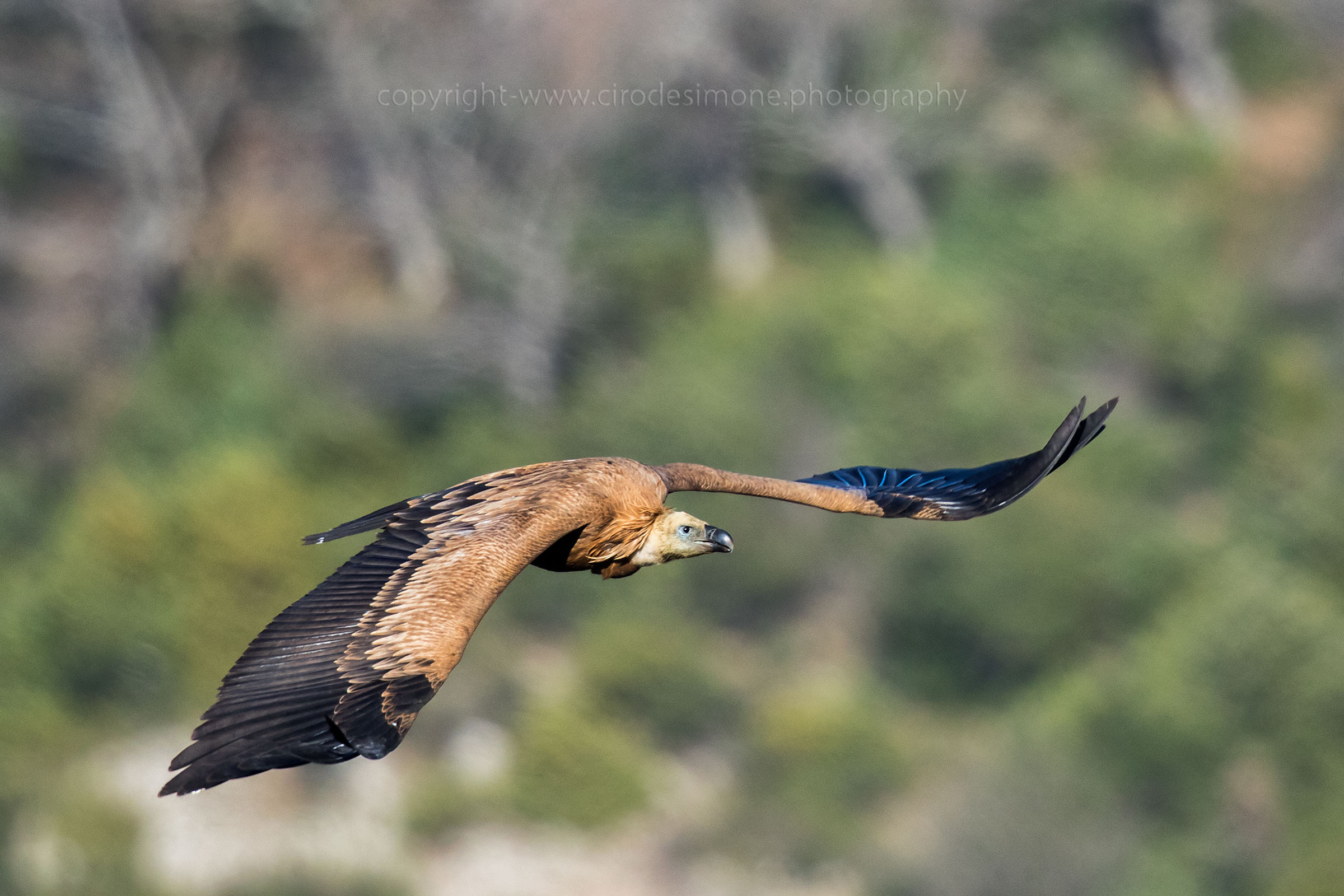 Nei cieli del Pollino