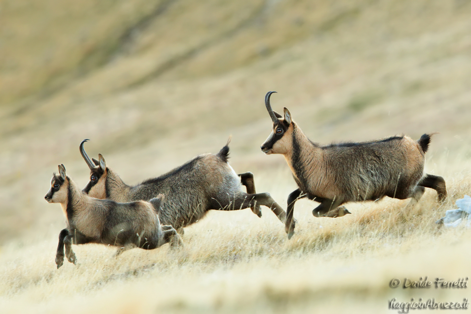 running around in the grass
