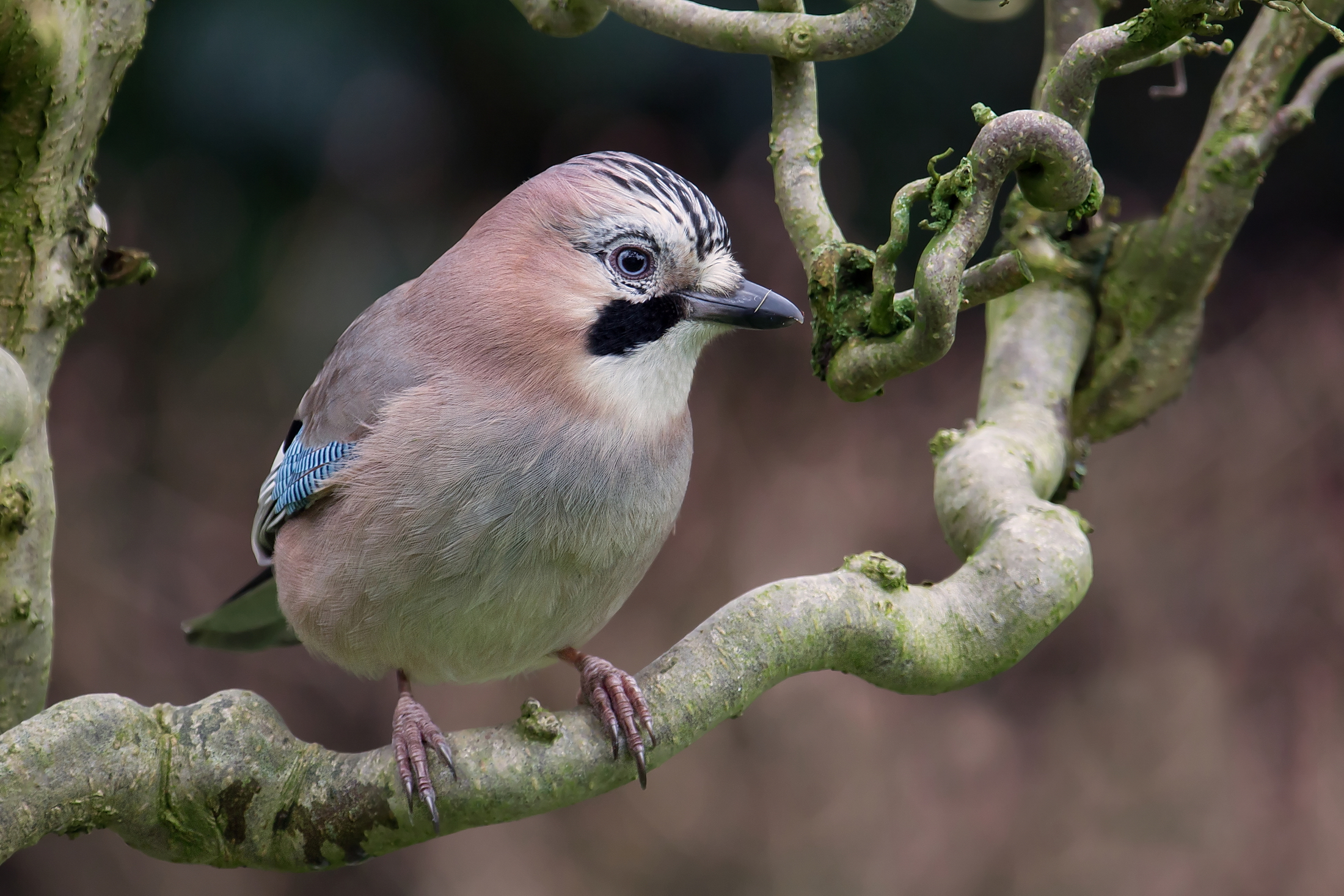Ghiandaia (Garrulus glandarius)