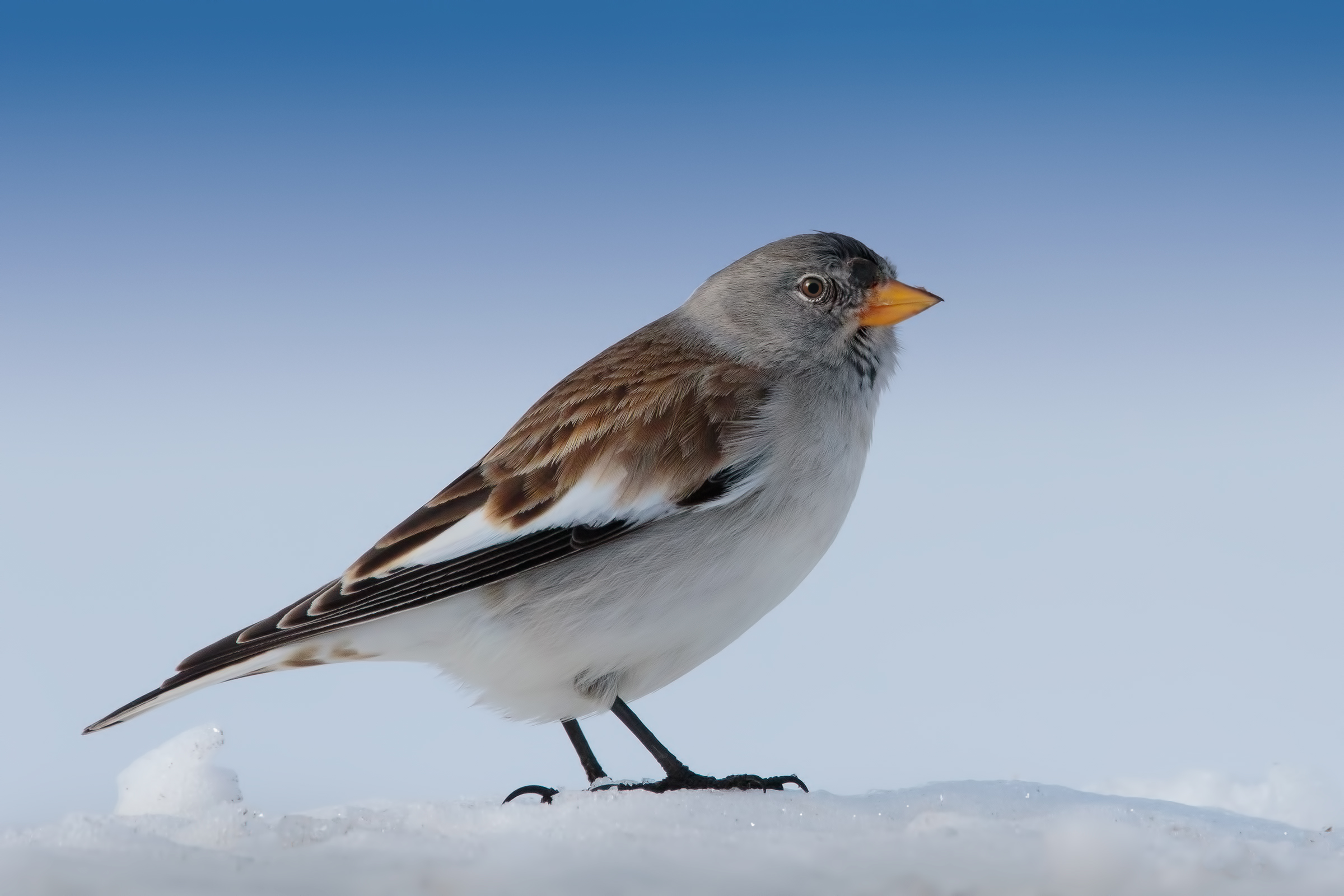 Snow finch (Montifringilla nivalis)