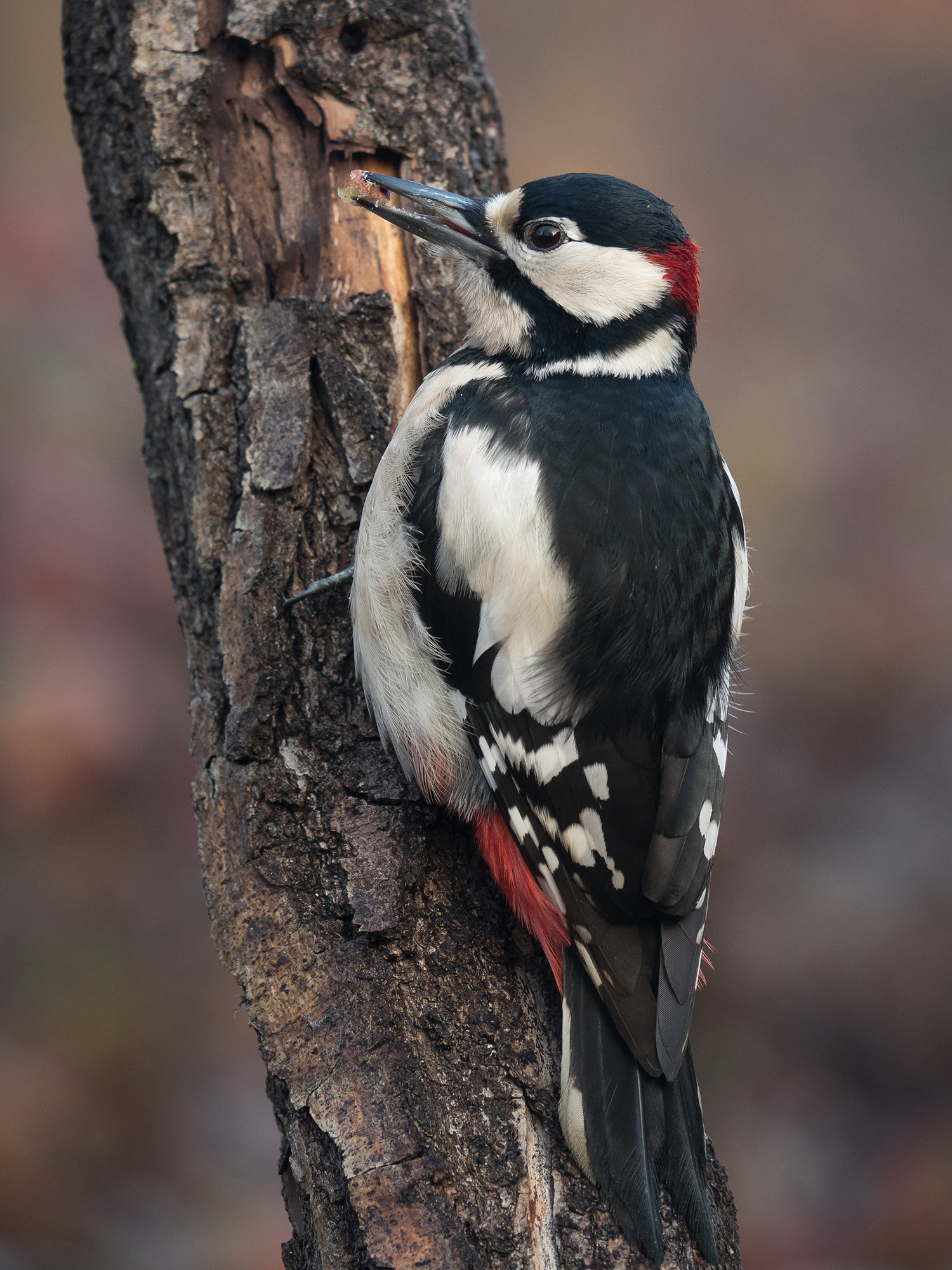 Spotted Woodpecker (Male)