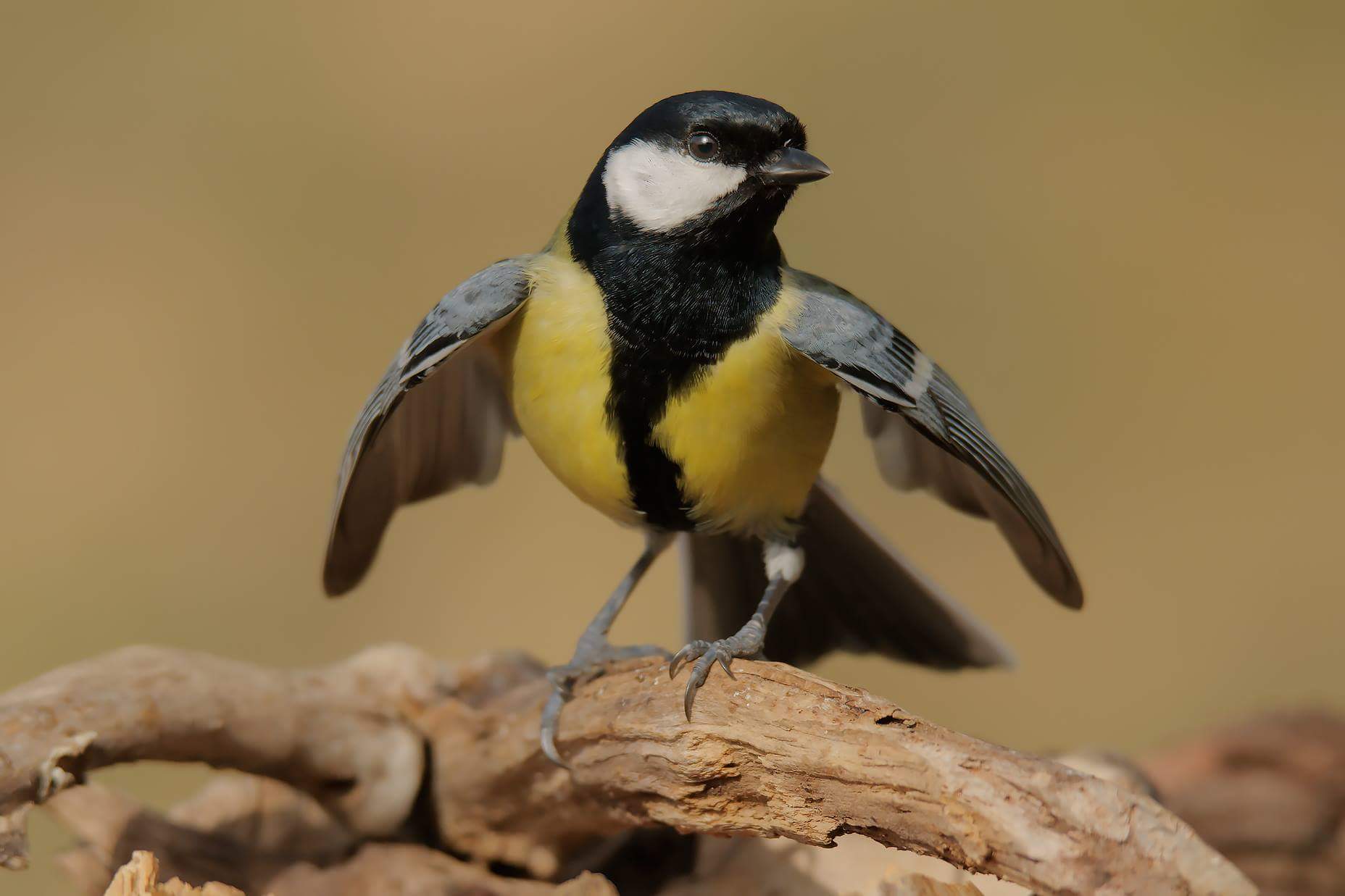 Parus major