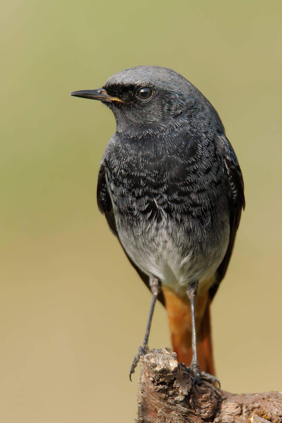 black redstart