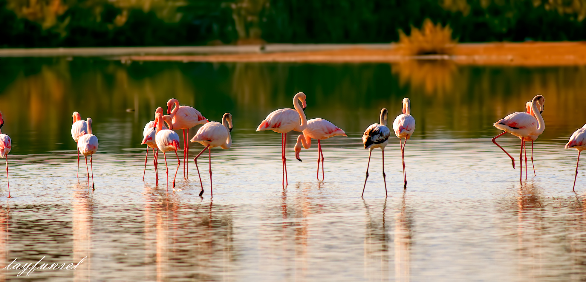 Phoenicopterus roseus / Flamingo (Greater Flamingo)
