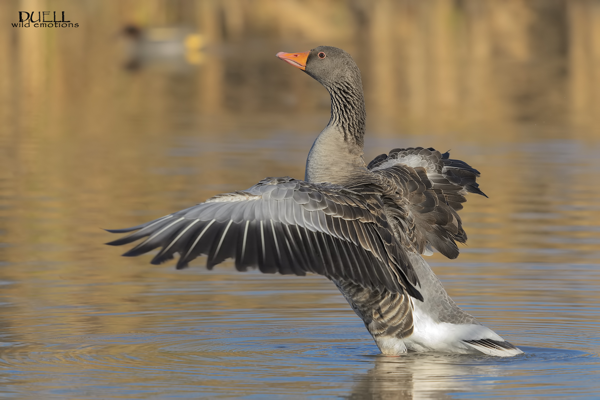 lo stagno dell'oca selvatica