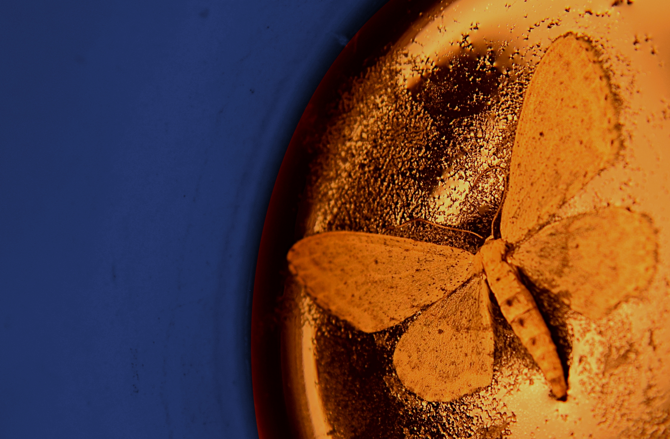 Appesa ad un velo di caffeina