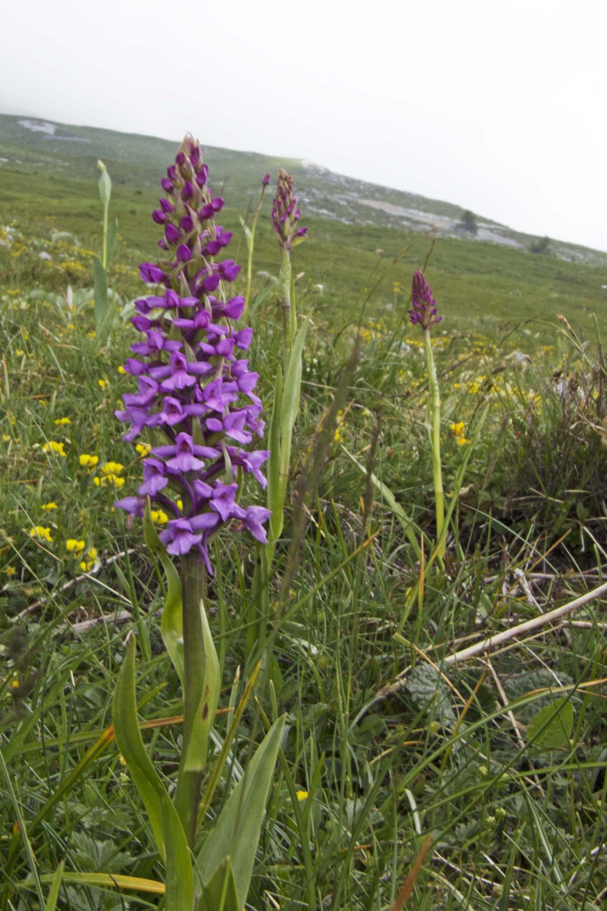 Gimnademia odoratissima