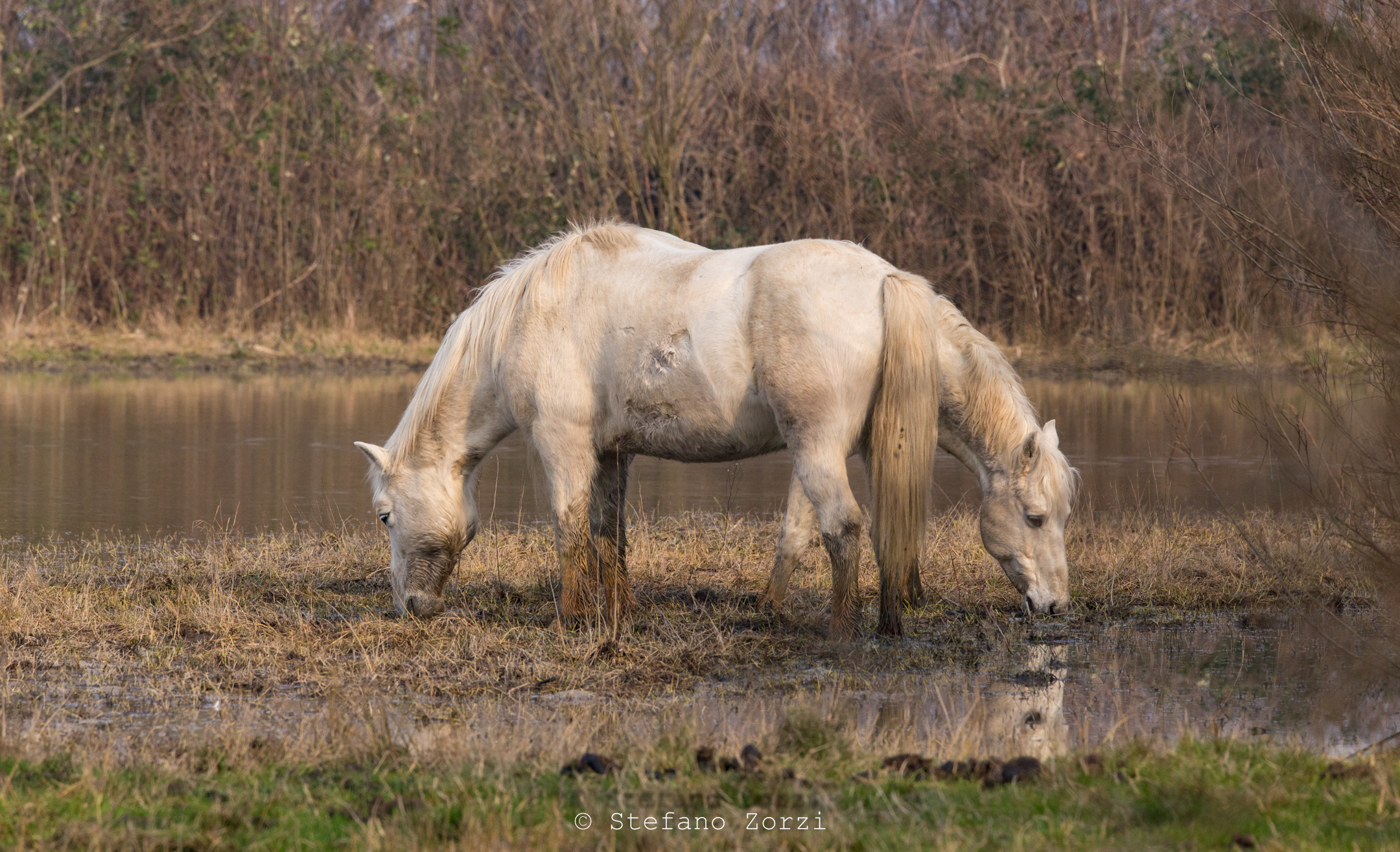 camargue