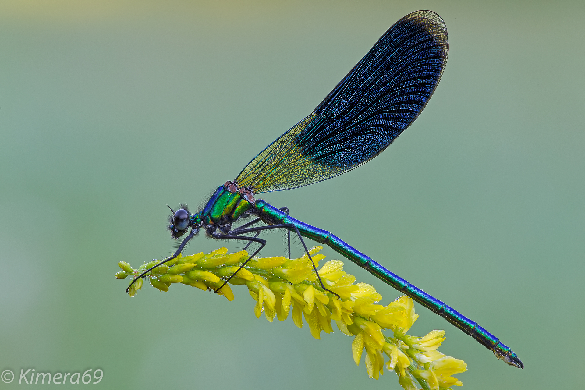Calopteryx splendens