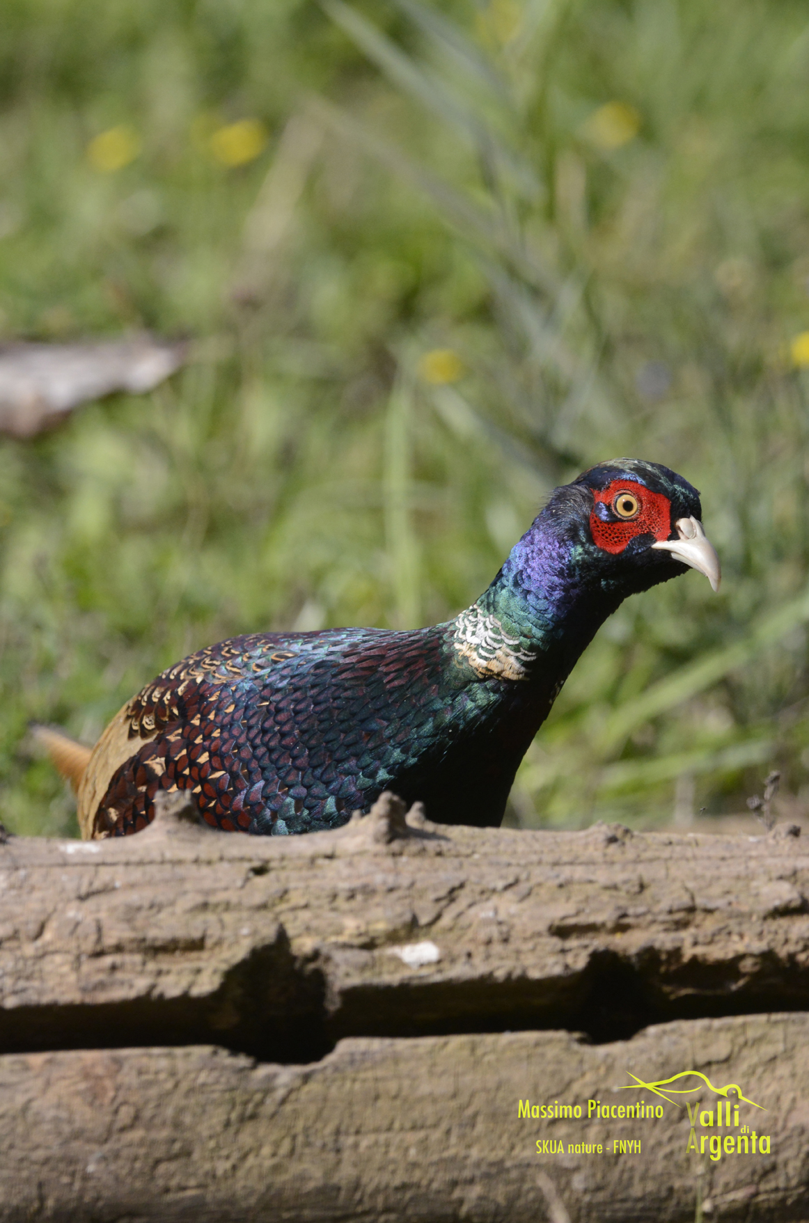 Fagiano comune(Phasianus colchicus)