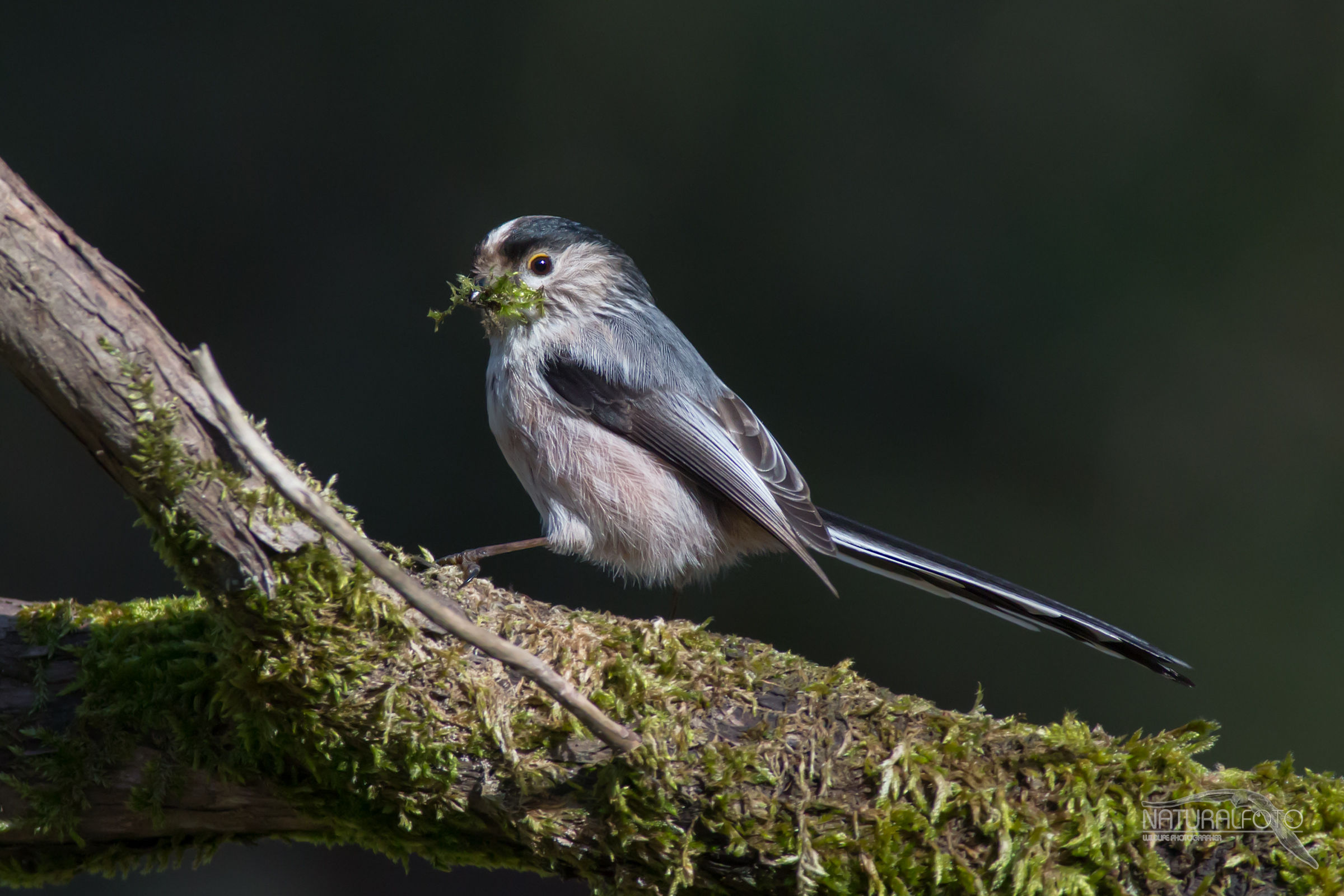 Codibugnolo e muschio per il nido