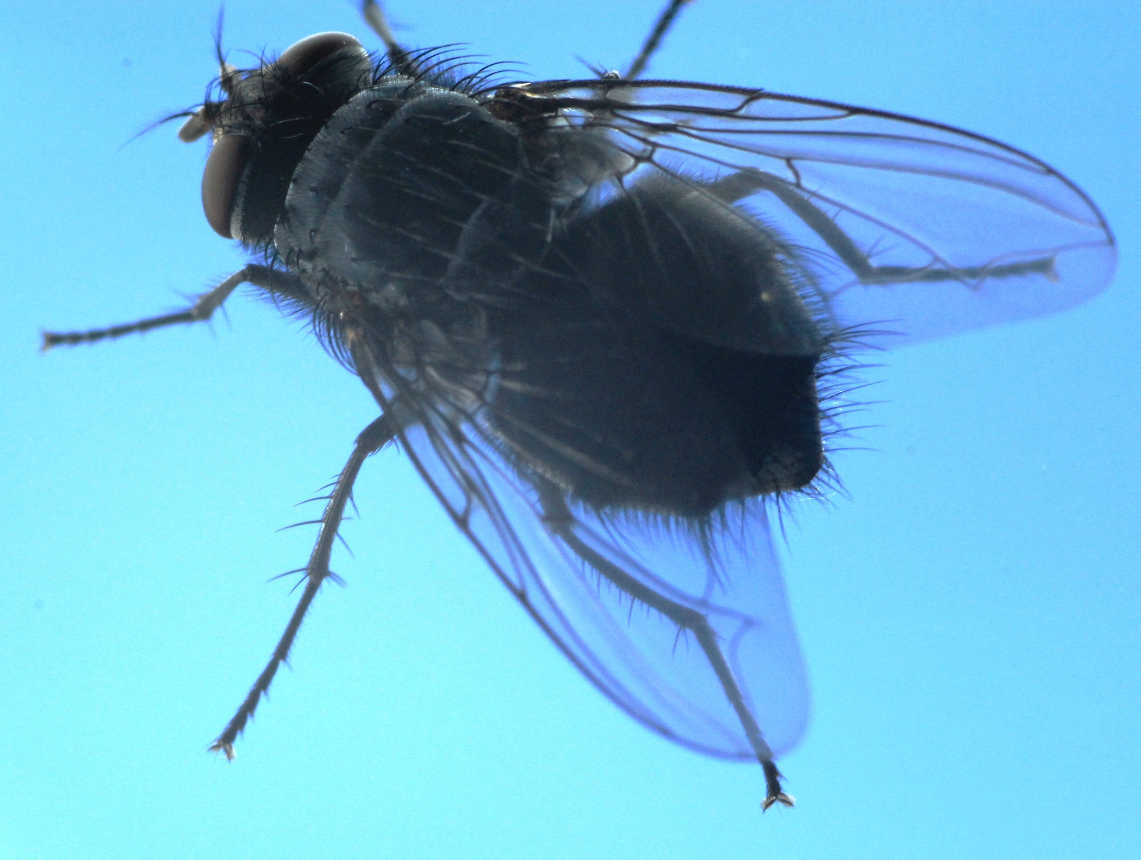 Fly on glass
