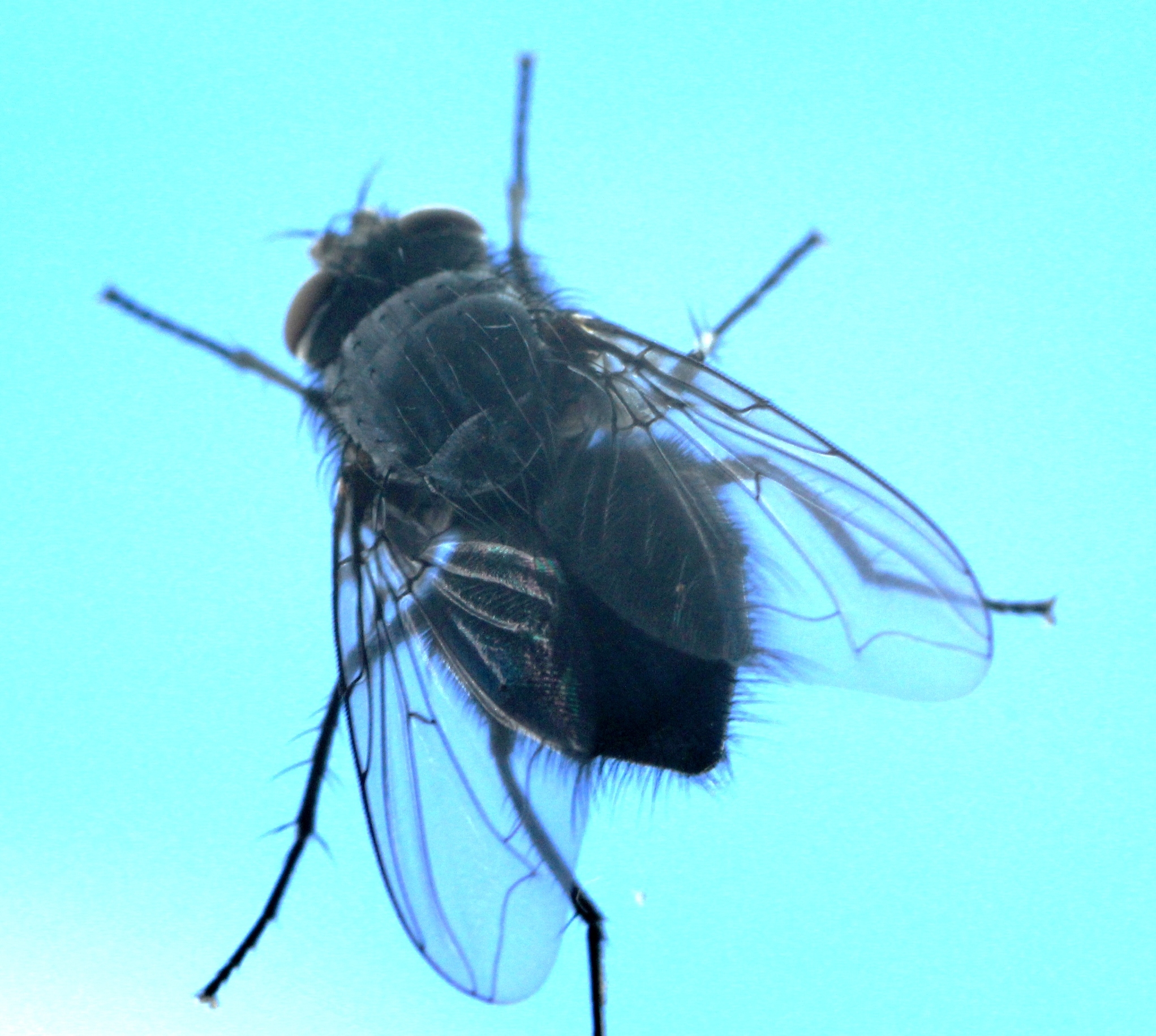 Fly on glass
