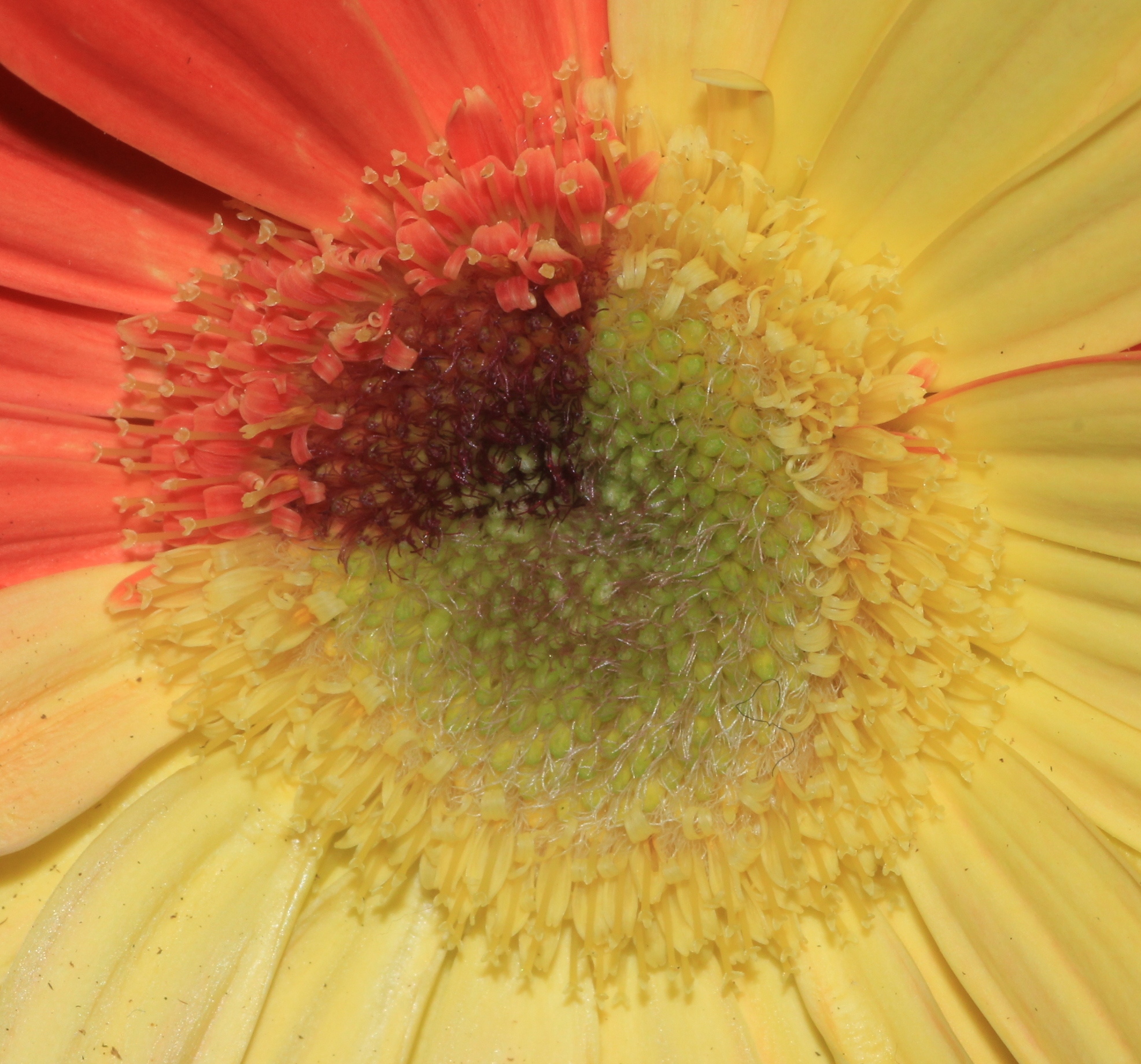 Two-color gerbera in macro