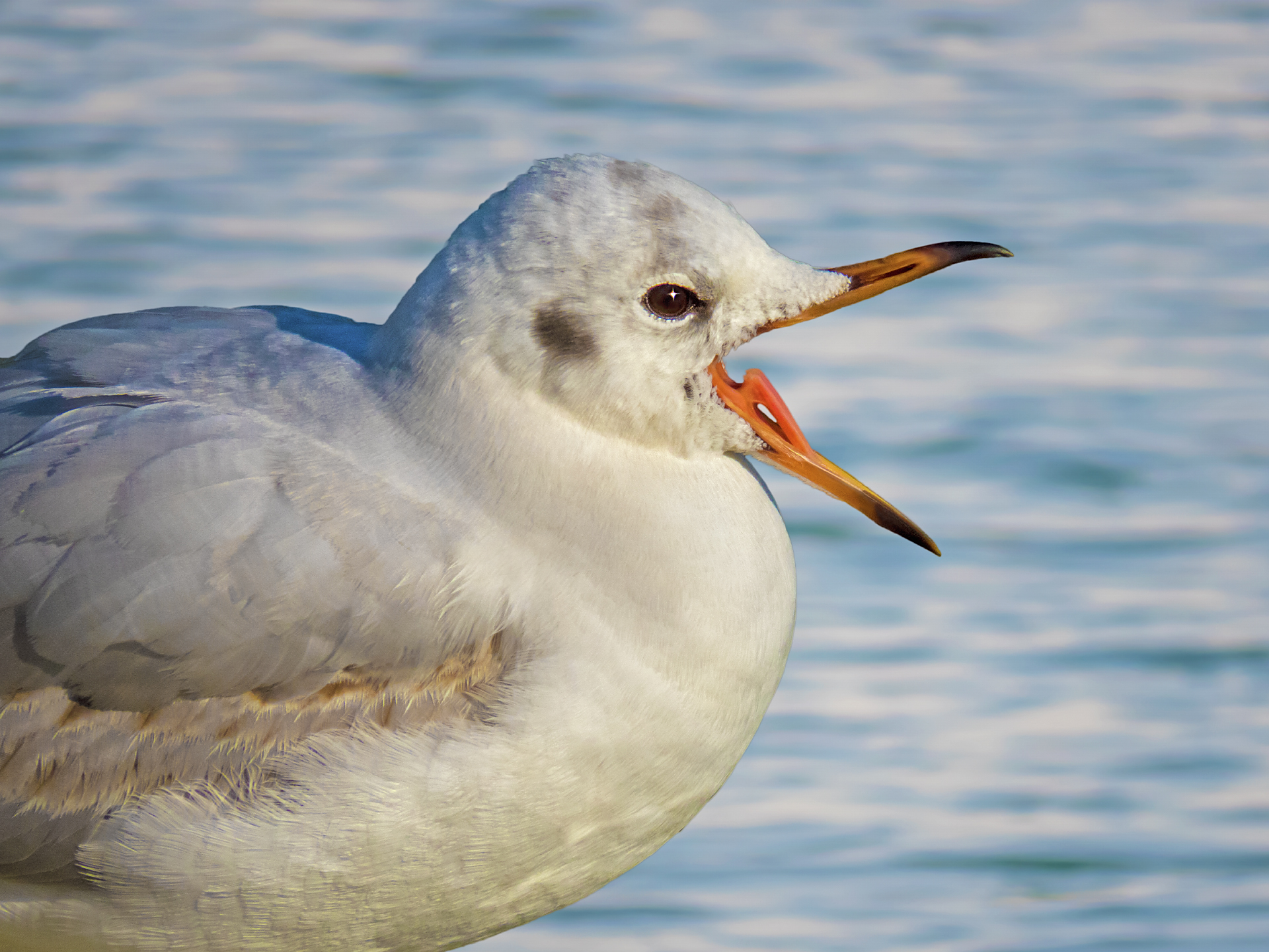 Black Headed Gull