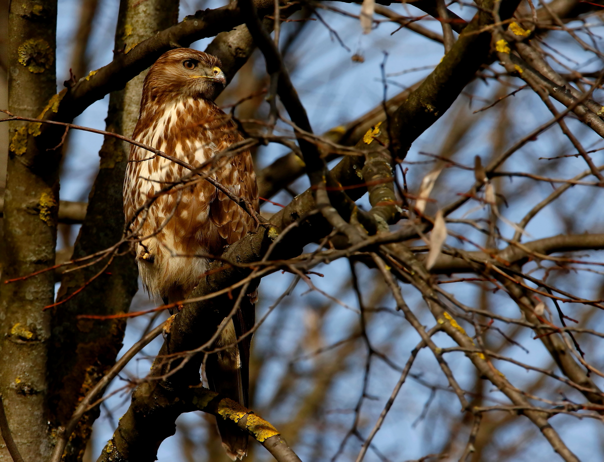 Poiana Risaie del Vercellese